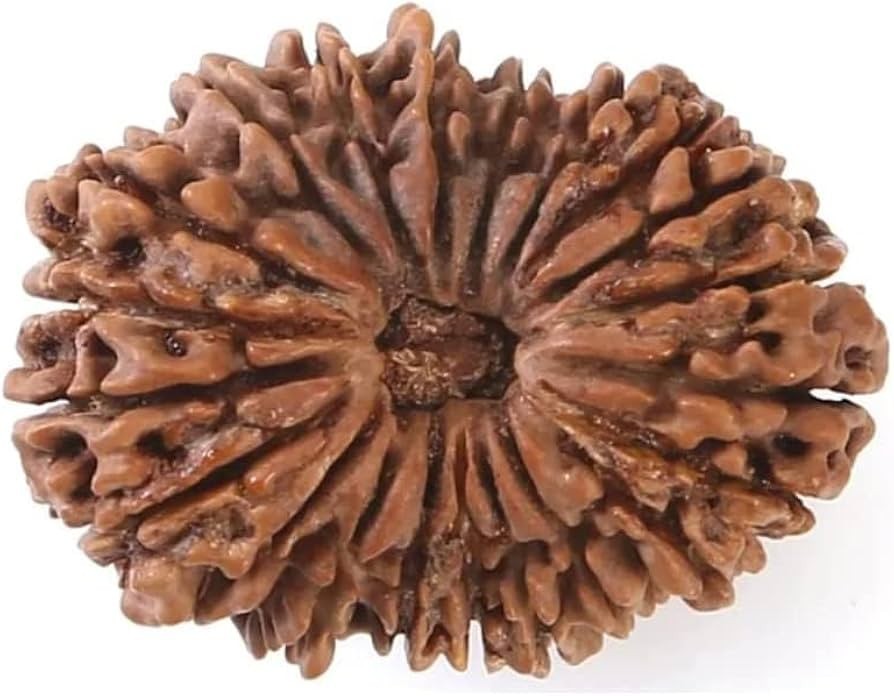 21 Mukhi Rudraksha Original Nepali Certified Loose Bead for Meditation 21 Mukhi Rudraksha Original Nepali Certified Loose Bead for Meditation