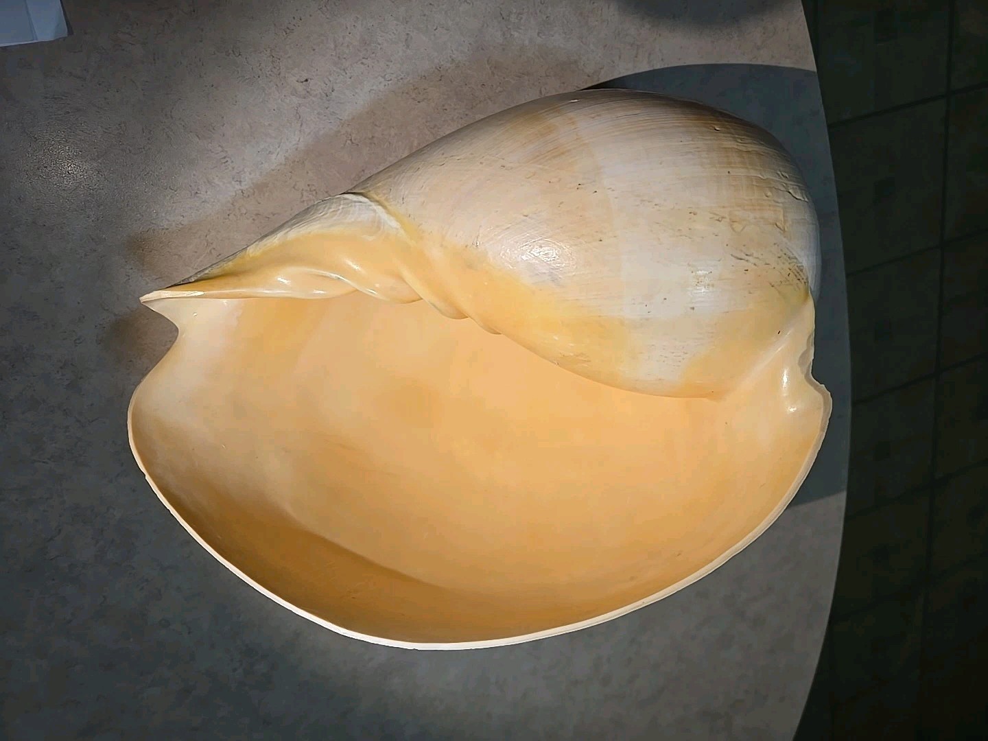 Large 11” x 9”x 6.5” Melo Melo Bailer Shell Nautical Conch Spiral