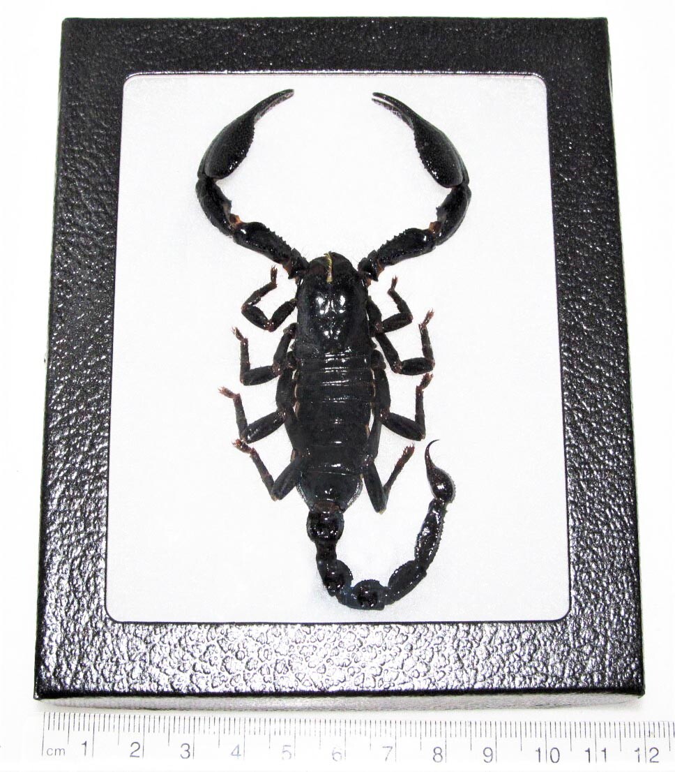 Heterometrus laoticus REAL FRAMED EMPEROR SCORPION THAILAND Heterometrus laoticus REAL FRAMED EMPEROR SCORPION THAILAND