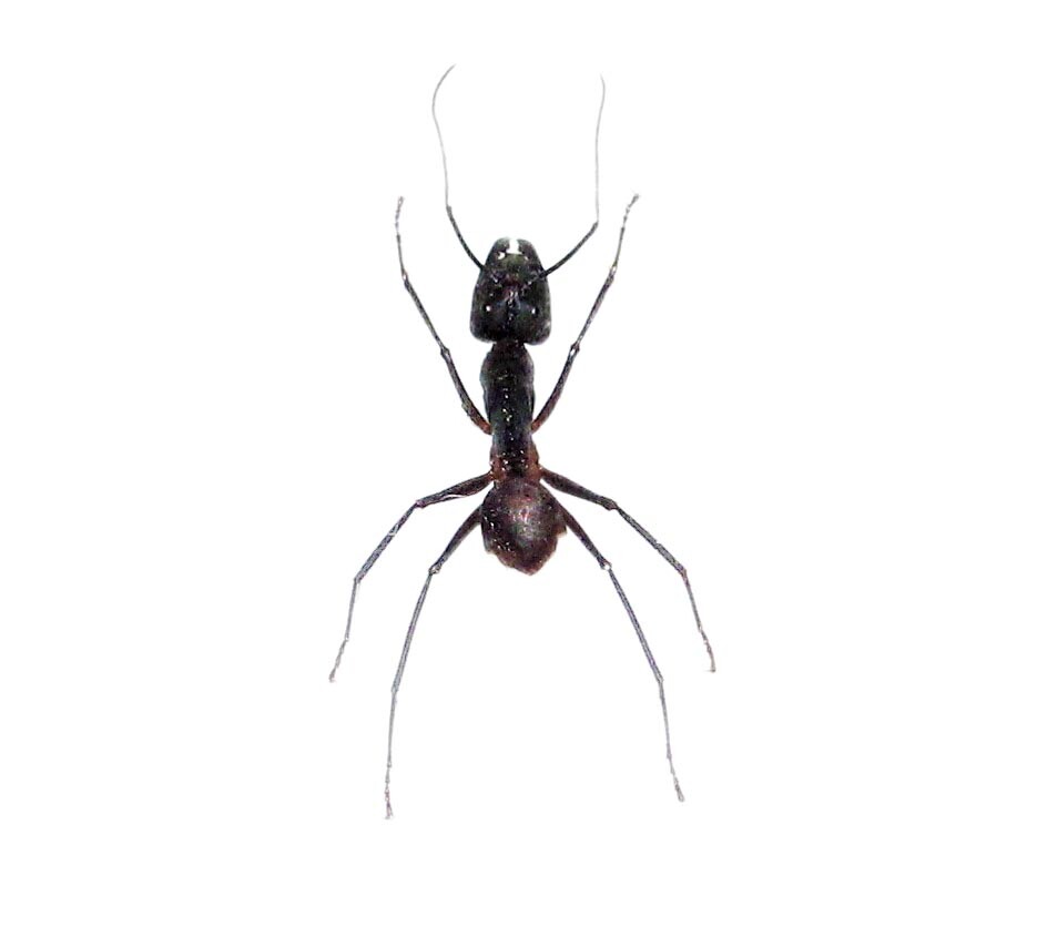 Camponotus gigas LOT OF 8 - HUGE GIANT BULLET ANT UNMOUNTED PACKAGED Camponotus gigas LOT OF 8 - HUGE GIANT BULLET ANT UNMOUNTED PACKAGED