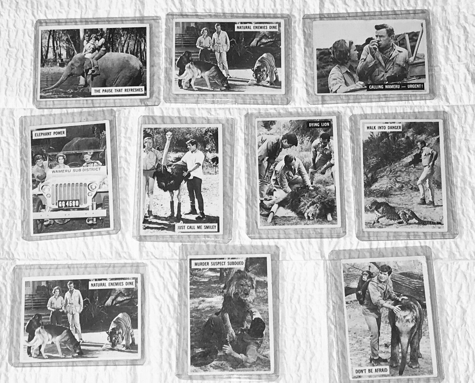 10 DAKTARI CARDS, 1966, TALK REAL SWAHILI, THICK PLASTIC SLEEVES, VERY NICE