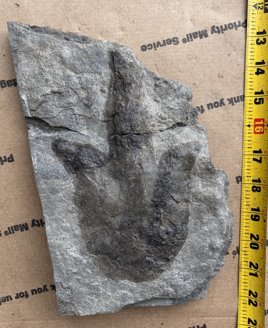 Nice Raised Jurassic Dinosaur Footprint Fossil Grallator Bargain Track Nice Raised Jurassic Dinosaur Footprint Fossil Grallator Bargain Track
