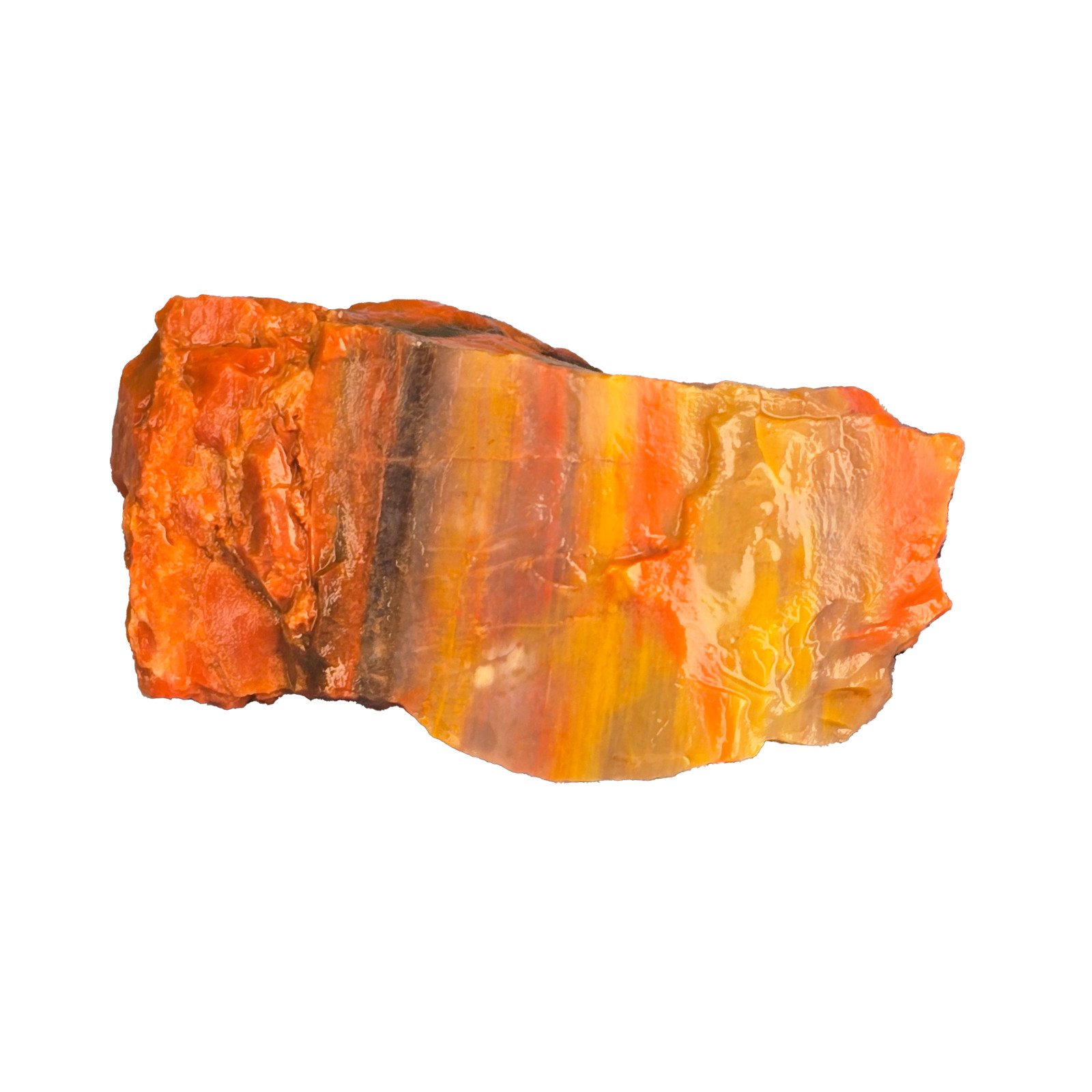Arizona Petrified Wood Rough 1 lb | 1–3” Pieces | Great for Tumbling, Display