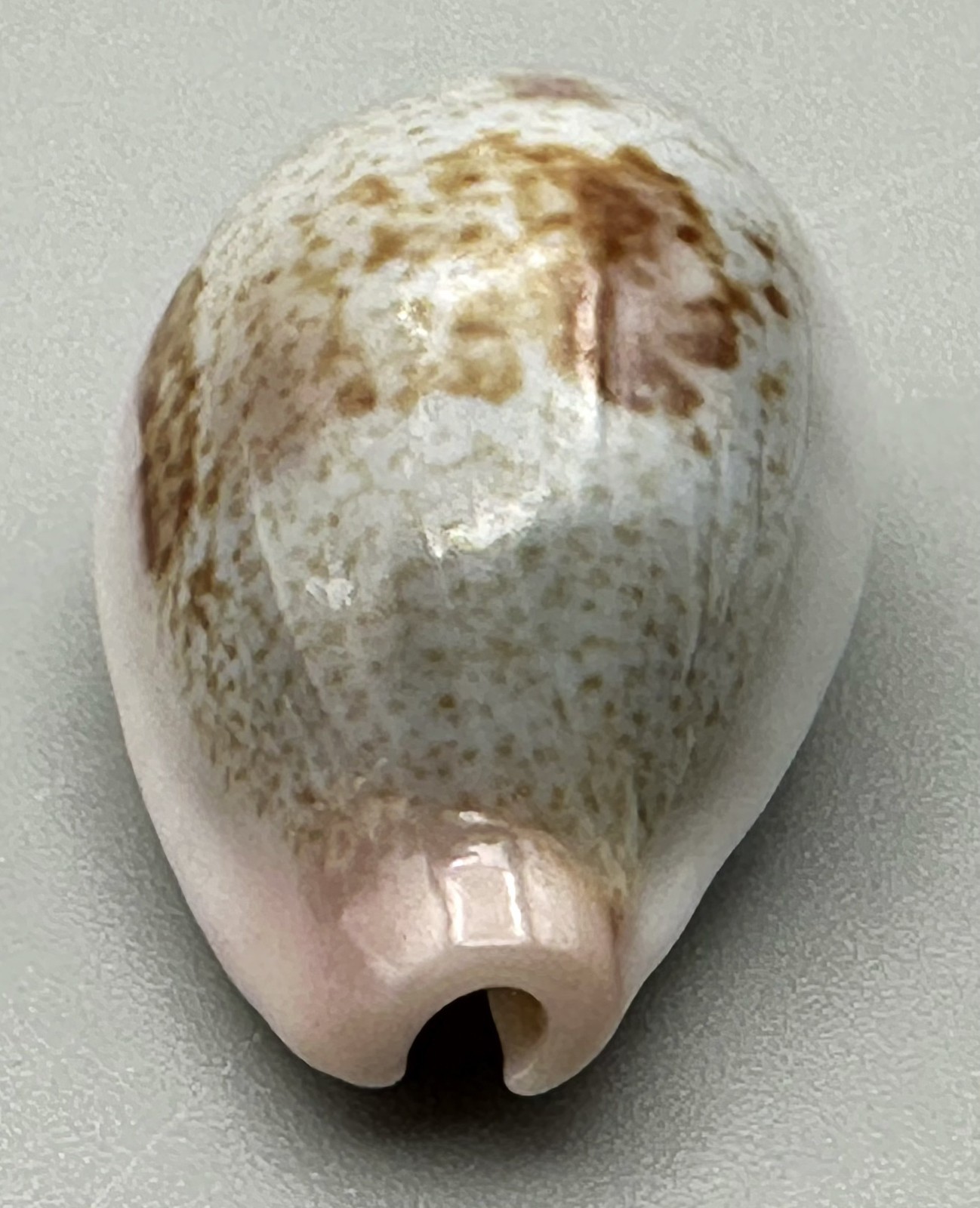 Cypraea subviridis dorsalis 26mm GEM Dark Blotched Broome Australia With Data