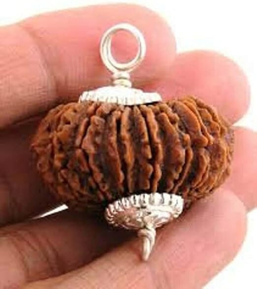 11 Mukhi/Faced Nepali Rudraksha 100% Natural, Original & Certified Astrological 11 Mukhi/Faced Nepali Rudraksha 100% Natural, Original & Certified Astrological