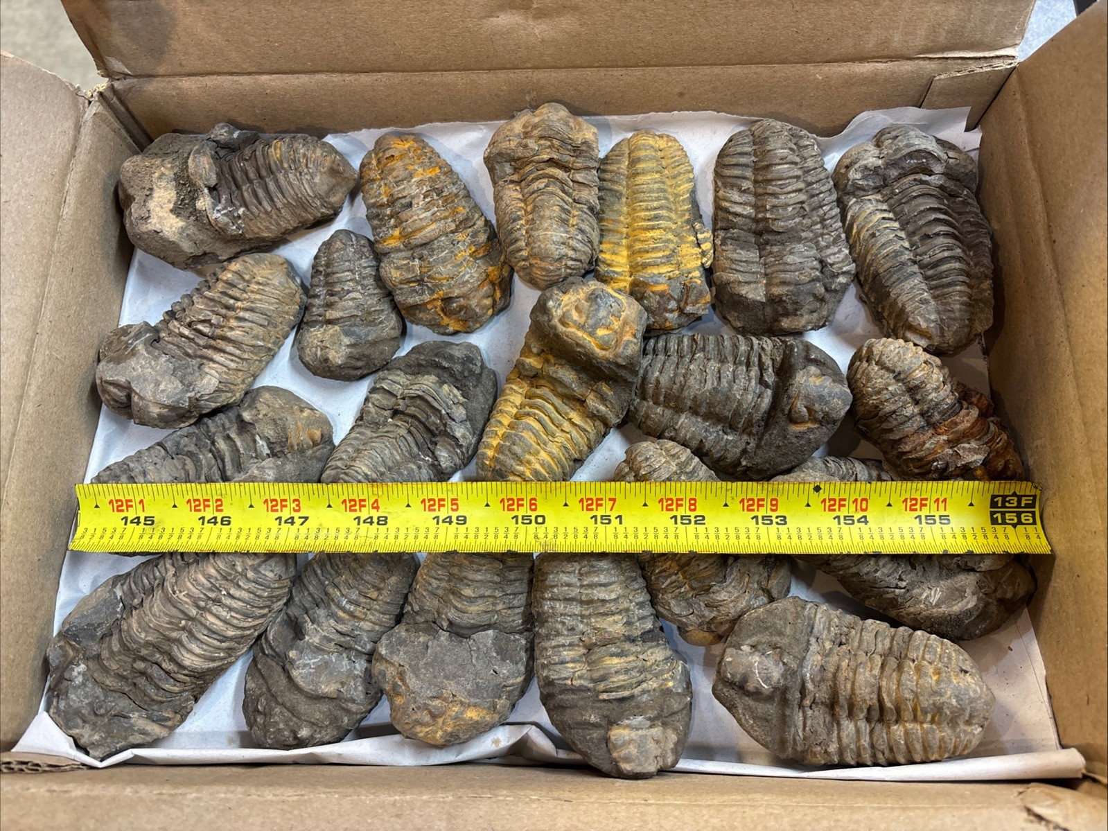 80 Pieces 3” Calymene Trilobite Fossils - Morocco See Video 80 Pieces 3” Calymene Trilobite Fossils - Morocco See Video