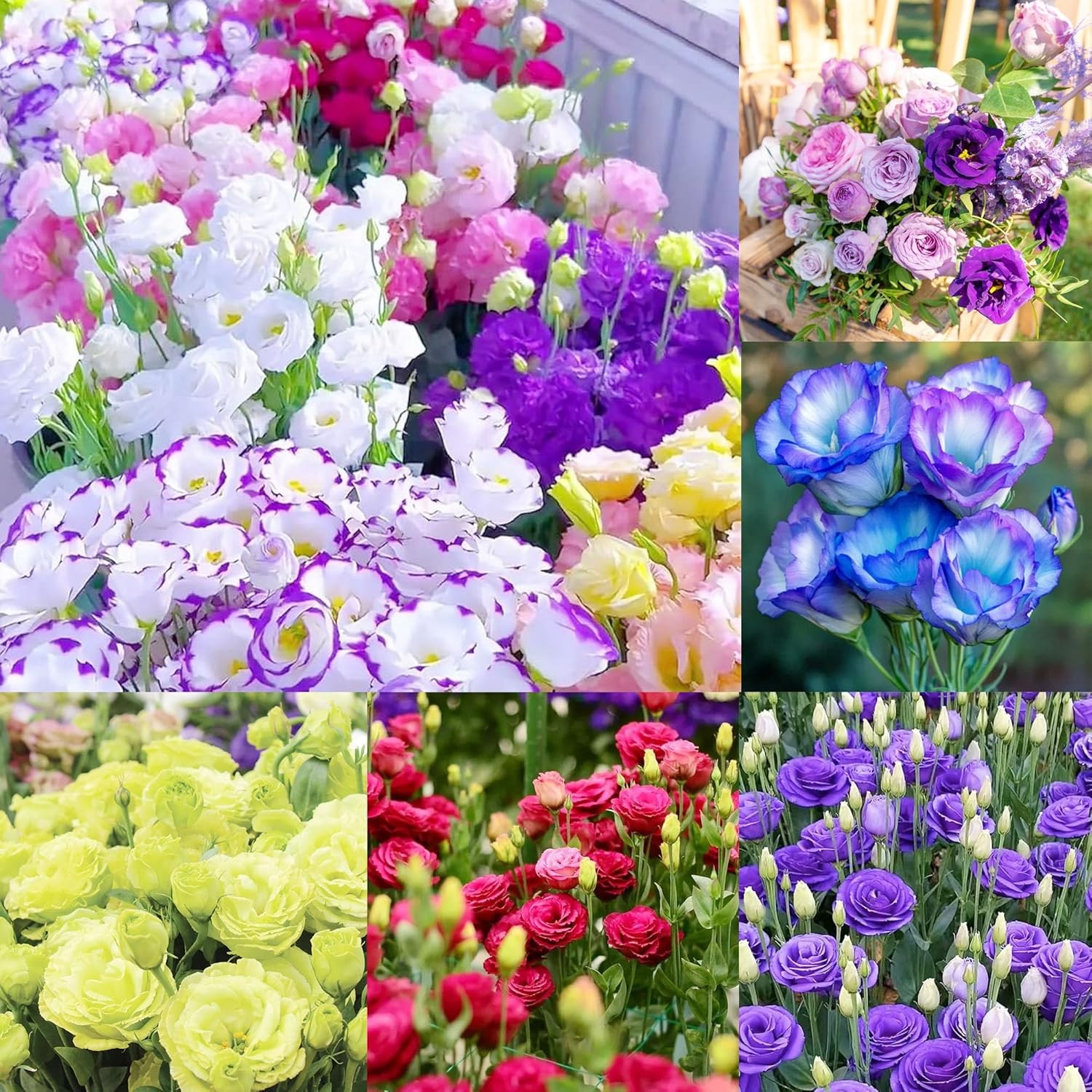 1000+Mixed Lisianthus Seeds for Planting-Lisianthus Thornless Roses Seeds 1000+Mixed Lisianthus Seeds for Planting-Lisianthus Thornless Roses Seeds