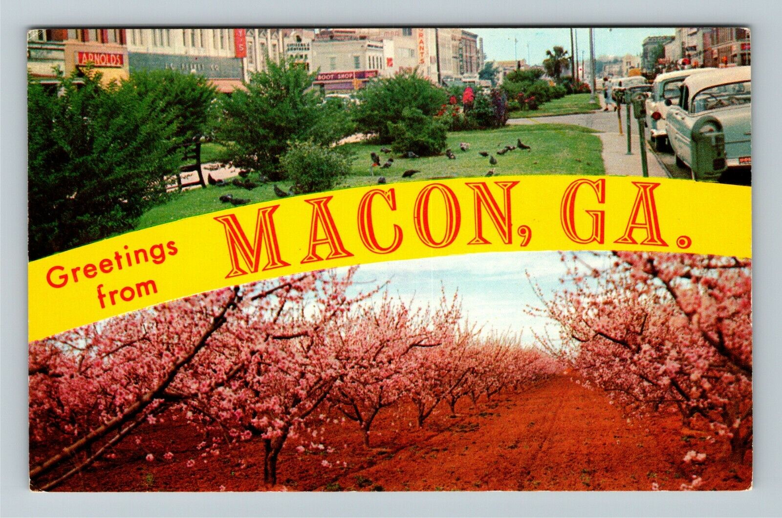 Macon GA-Georgia, Banner Greetings, Peach Orchard In Bloom Vintage Postcard