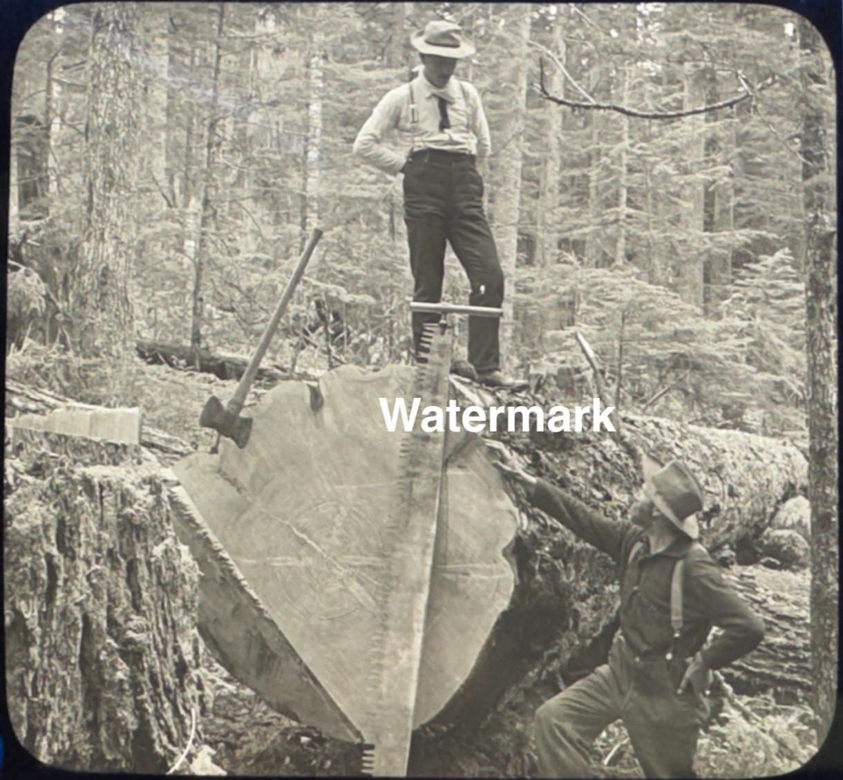 Late 1800\'s -Oregon History Lumbering Massive Trees -Glass Slide Photo -Antique Late 1800\'s -Oregon History Lumbering Massive Trees -Glass Slide Photo -Antique