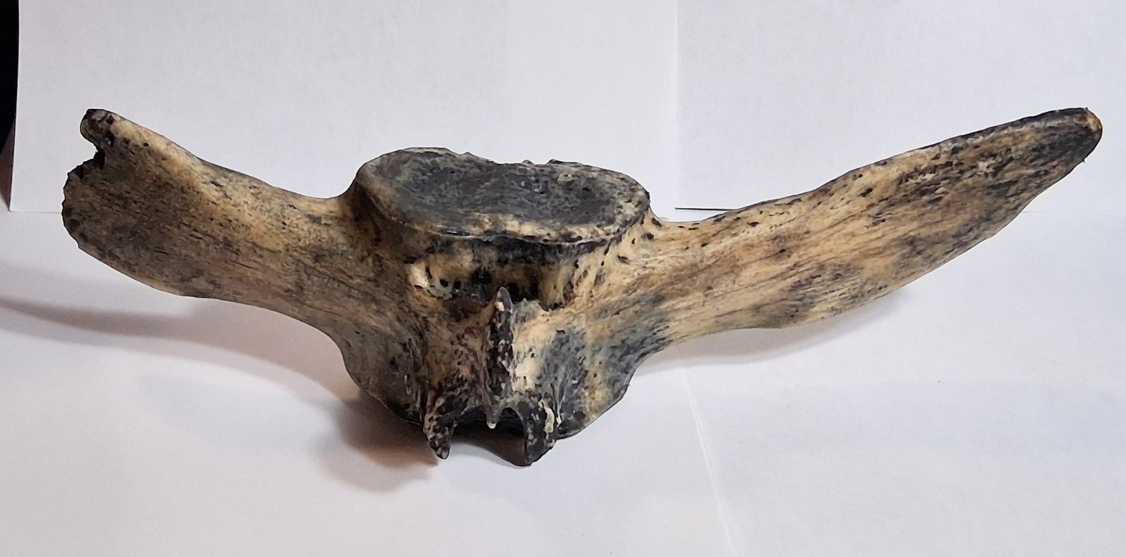 Giant Ground Sloth Vertebra Fossil Florida Sinkhole Pleistocene IceAge Megafauna