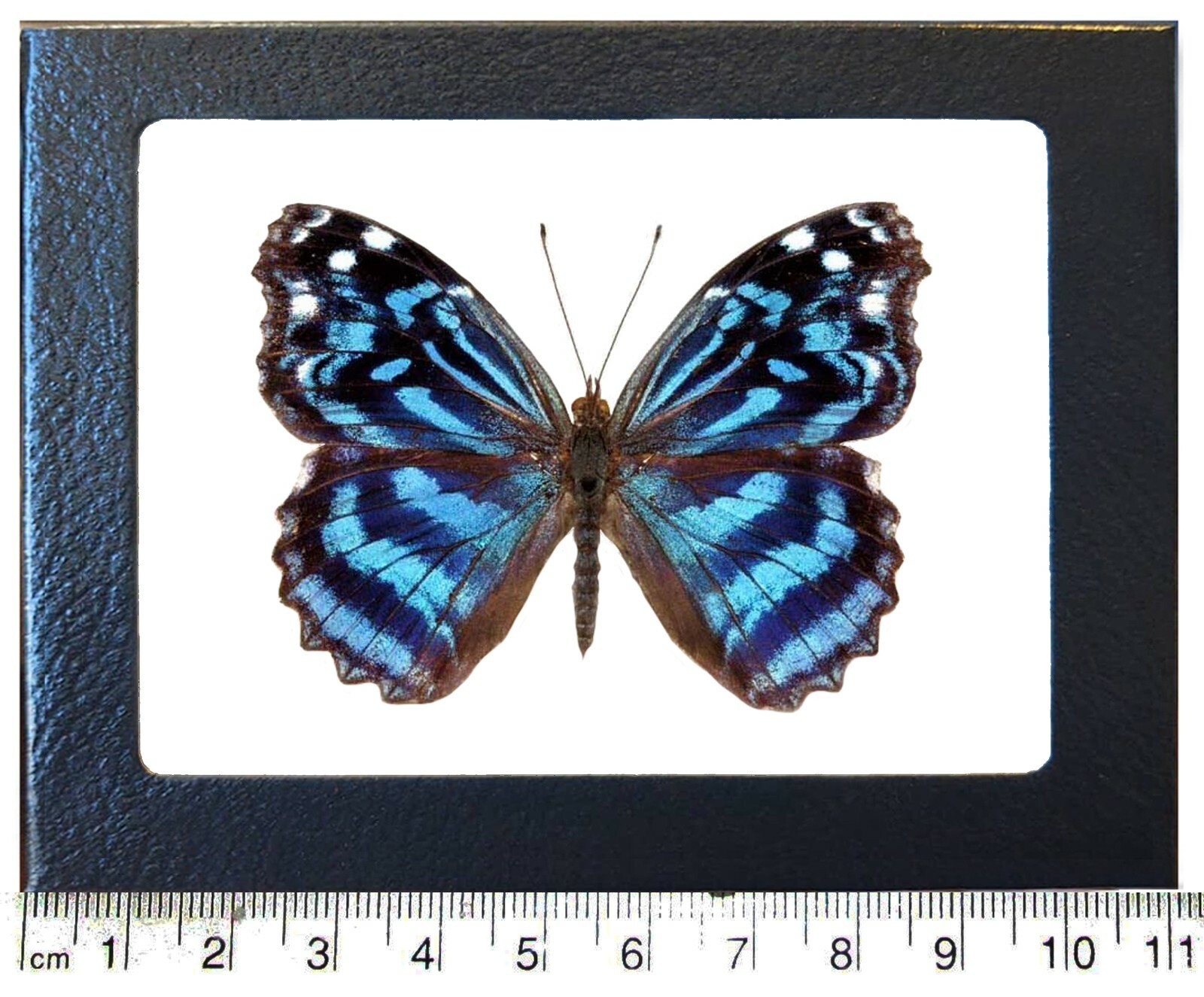 Myscelia ethusa blue purple butterfly Costa Rica framed Myscelia ethusa blue purple butterfly Costa Rica framed