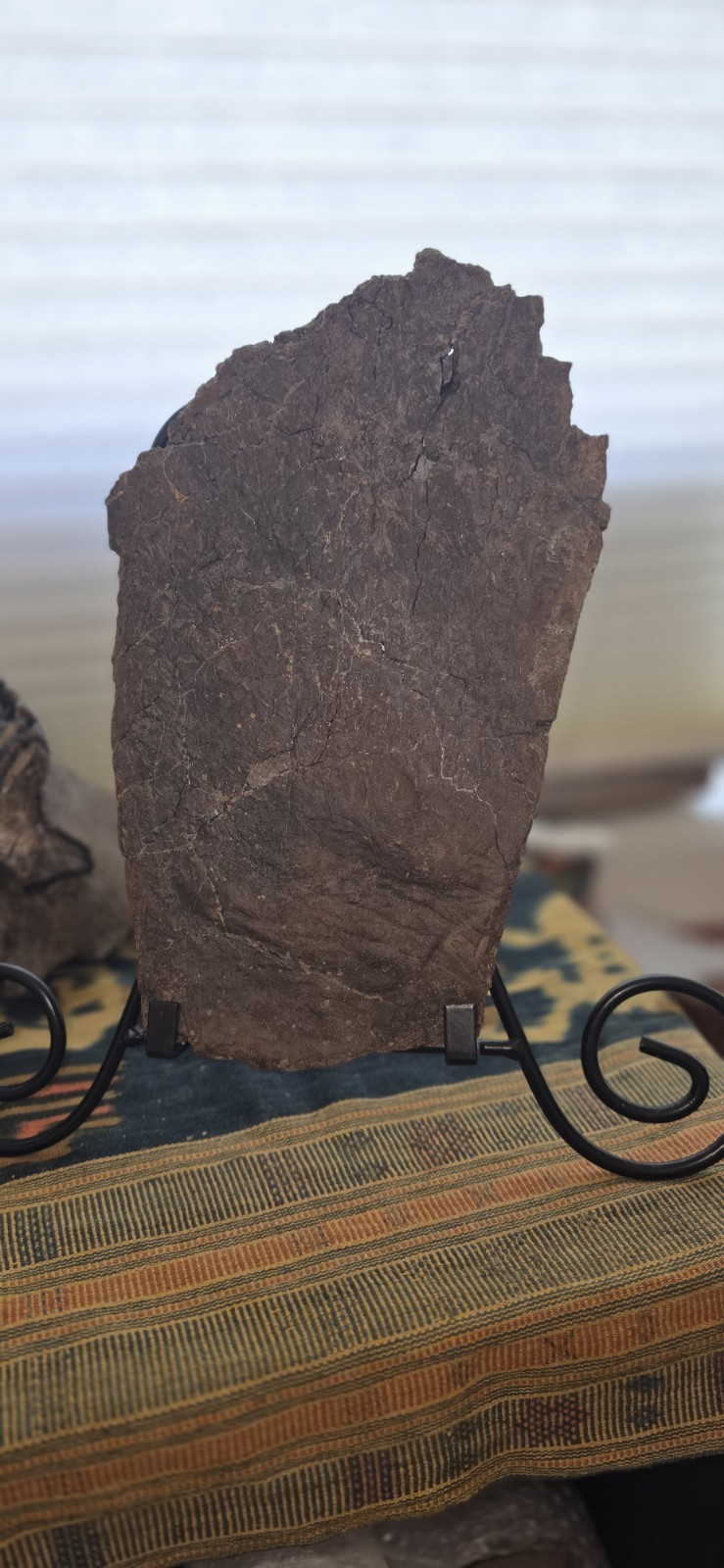 Very Large Triceratops Dinosaur Fossil Frill Edge Piece Hell Creek Fm S Dakota Very Large Triceratops Dinosaur Fossil Frill Edge Piece Hell Creek Fm S Dakota