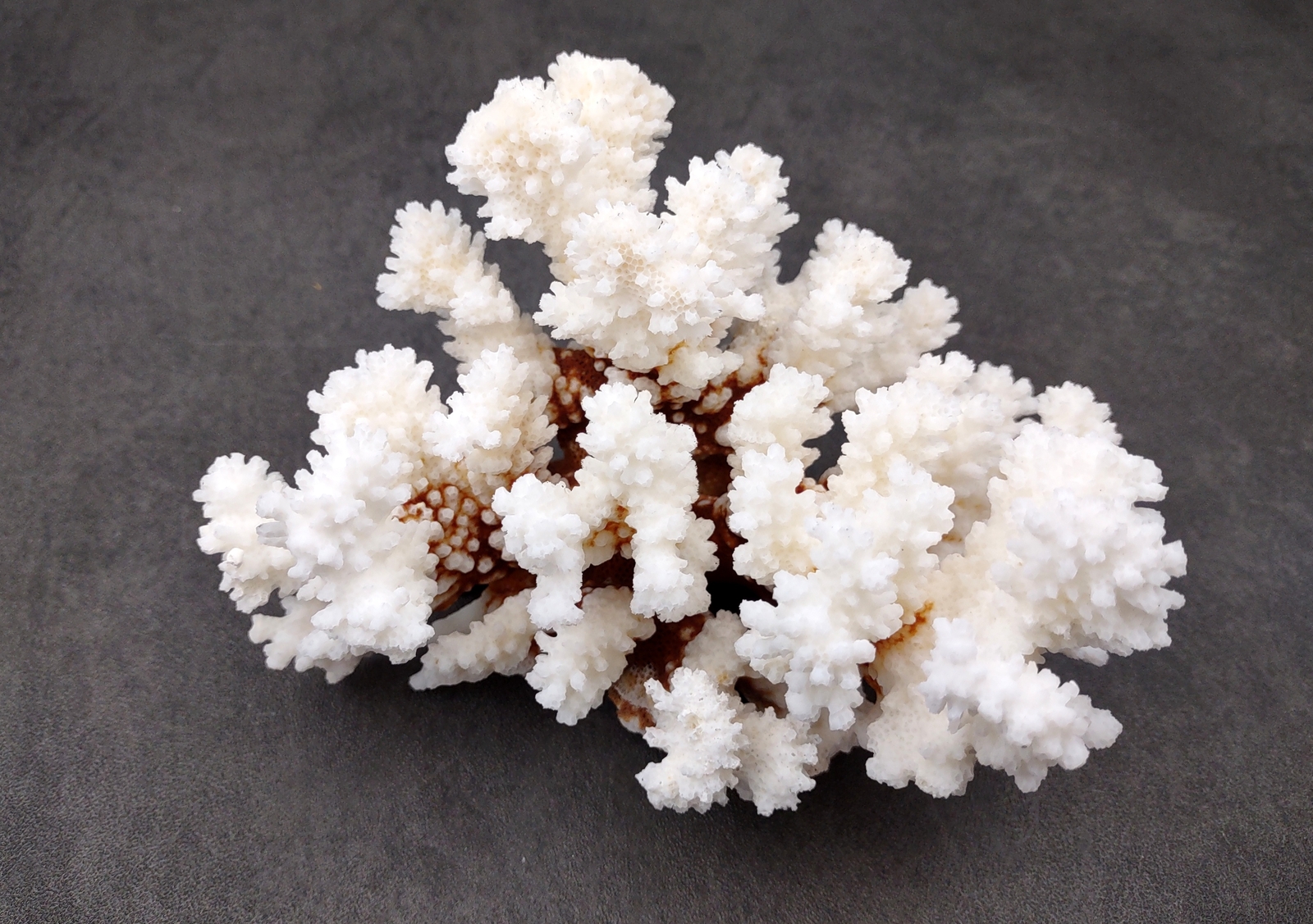 Brownstem White Coral Cluster (1 coral approx. 5-6+ inches)