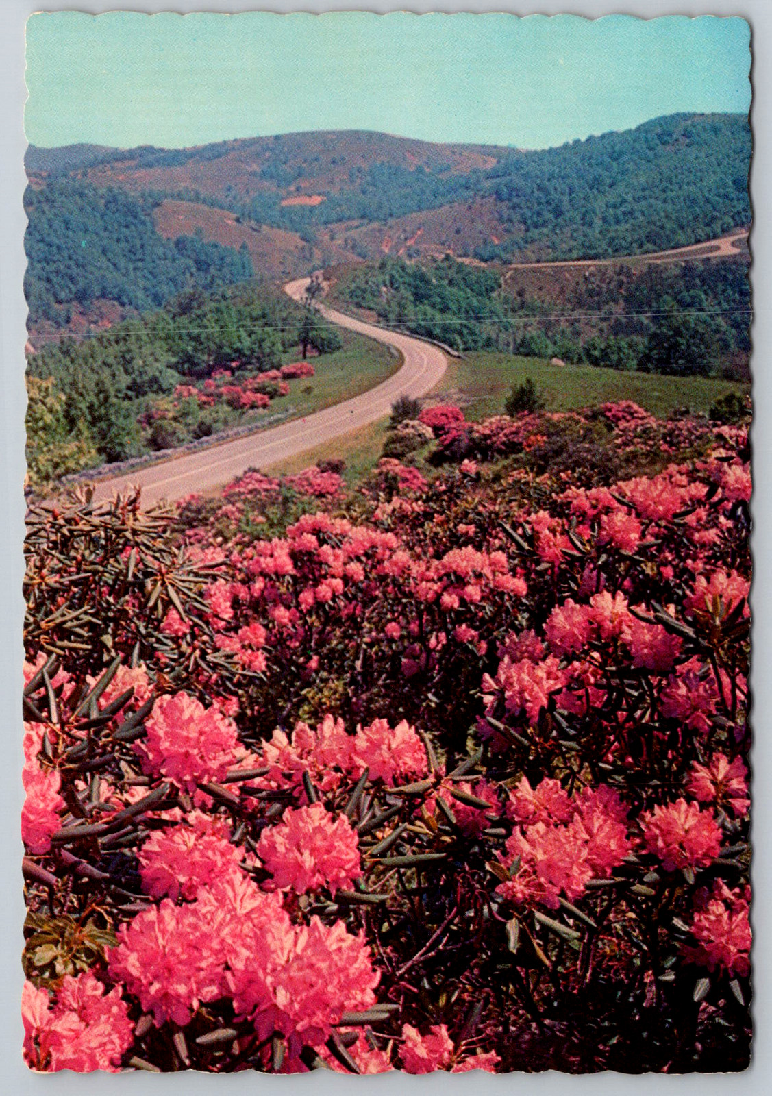 c1950s Rhododendron Bloom Scenic Appalachian Mountains Charlotte NC Postcard