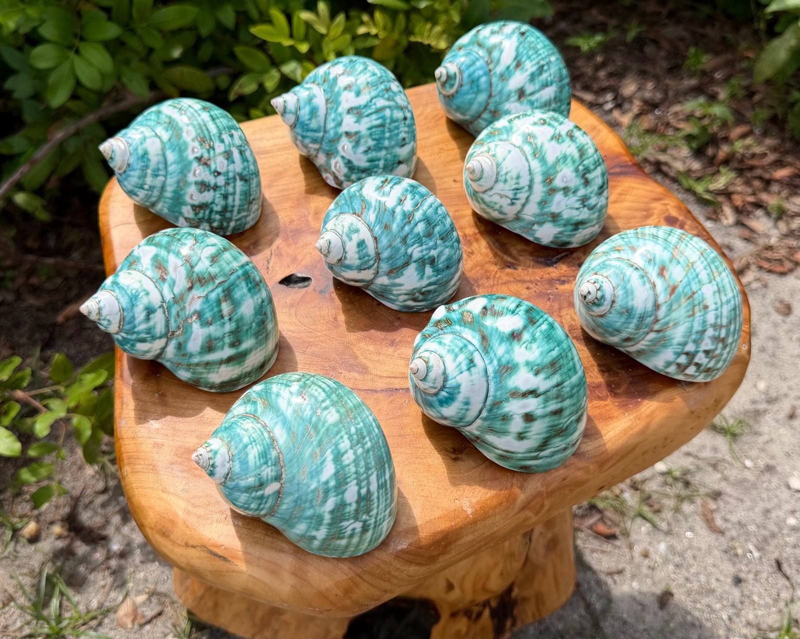LARGE Polished Jade Turbo Shell, 2-3 LARGE Polished Jade Turbo Shell, 2-3