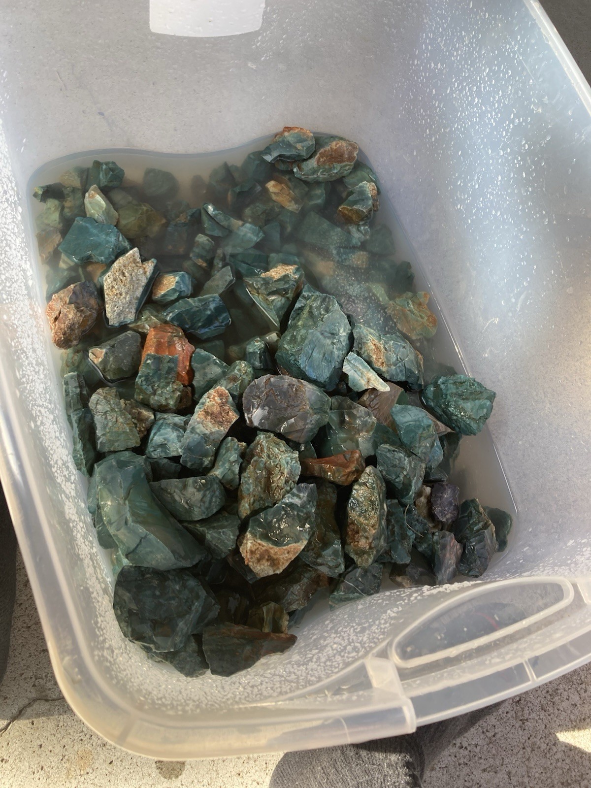 50 lb Rare central Oregon skaggs quality old stock lot 50 lb Rare central Oregon skaggs quality old stock lot