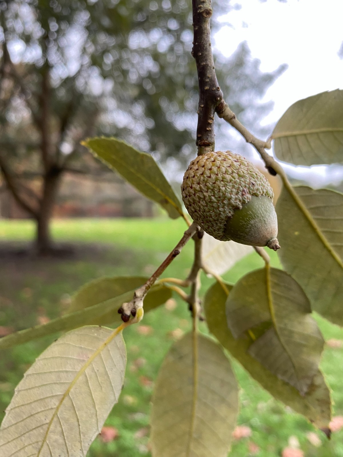 Quercus leucotrichophora – 10 seeds – Banj Oak - germination tested