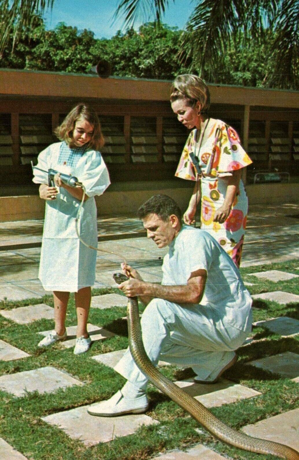 Miami Florida FL Miami Serpentarium Haast Family Feeding King Cobra Postcard