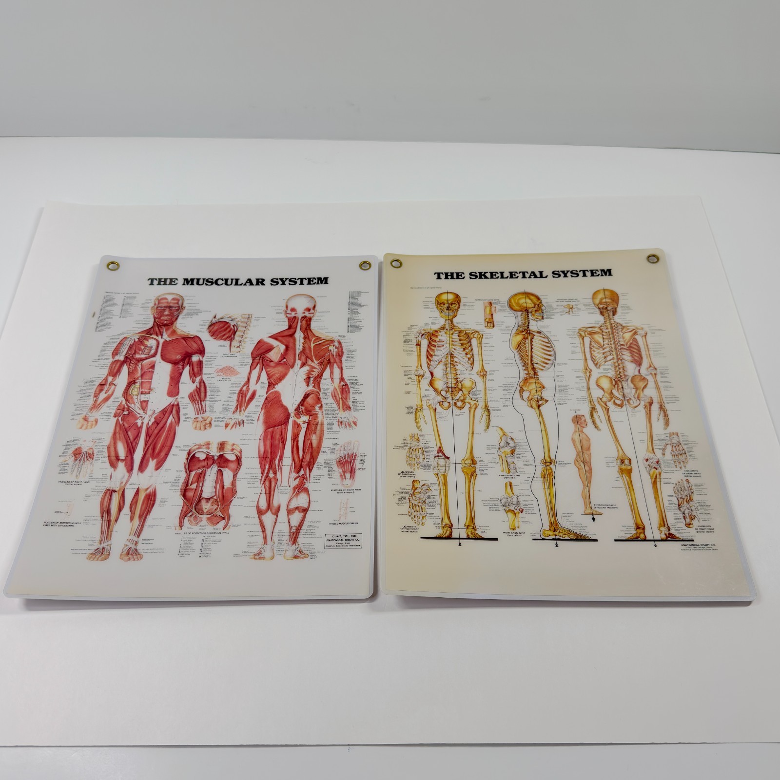 Vintage 1983 1986 Muscular System Skeletal System Chart Peter Bachin 11x14 Vintage 1983 1986 Muscular System Skeletal System Chart Peter Bachin 11x14