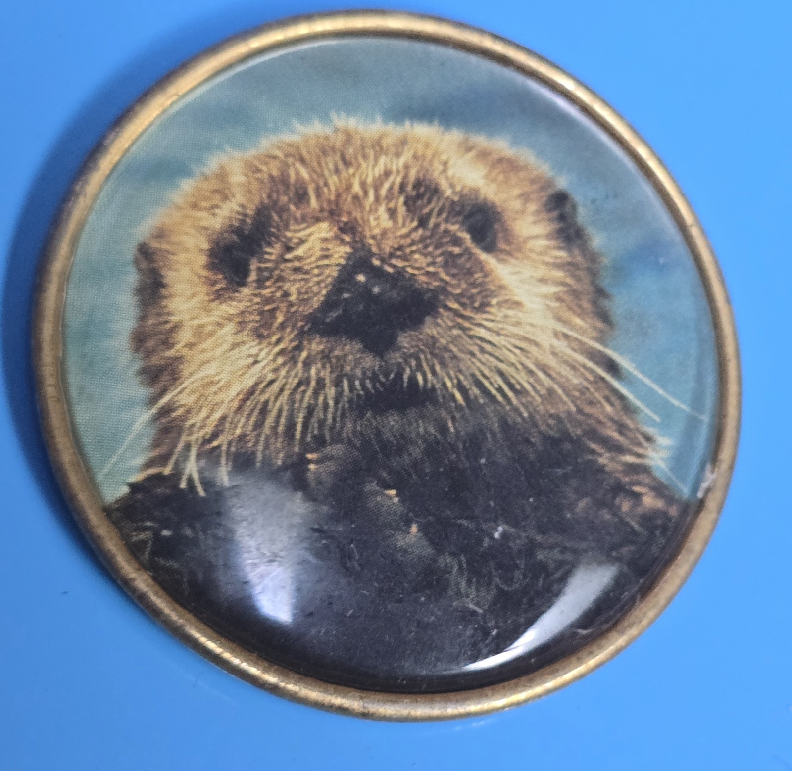 1¾ Deluxe Brass Back Vintage Sea Otter Animal Button Locker Fridge Magnet