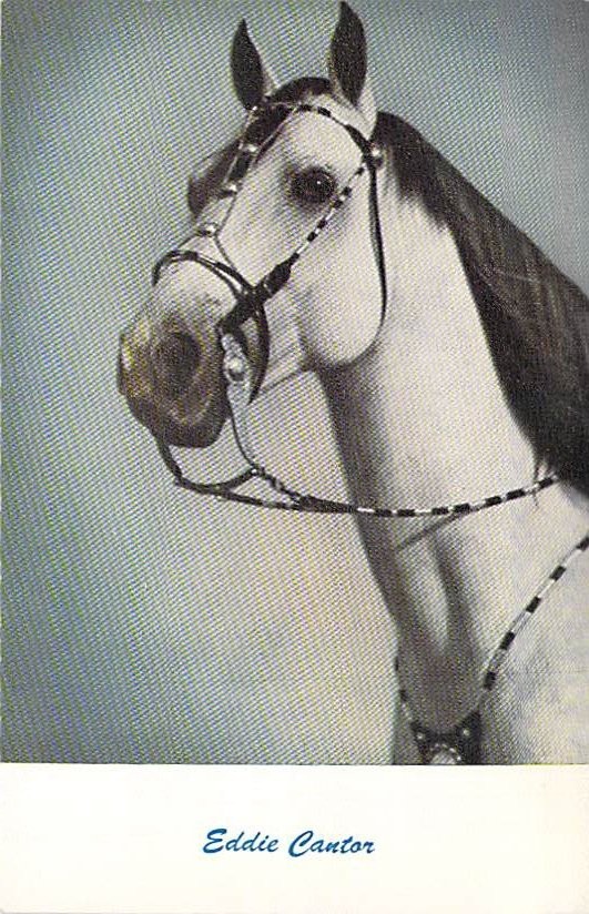 Eddie Cantor White Horse Portrait Bridle Standard Arts Postcard Eddie Cantor White Horse Portrait Bridle Standard Arts Postcard