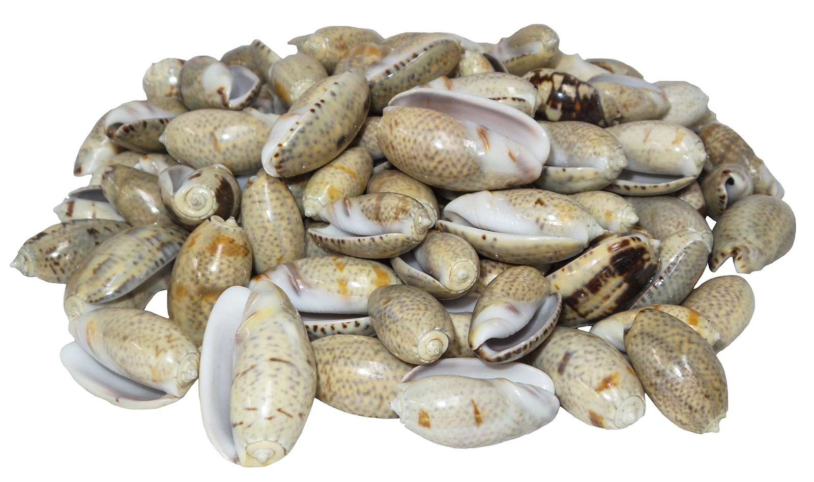 Olive Shells for Home Decor, 3 lbs