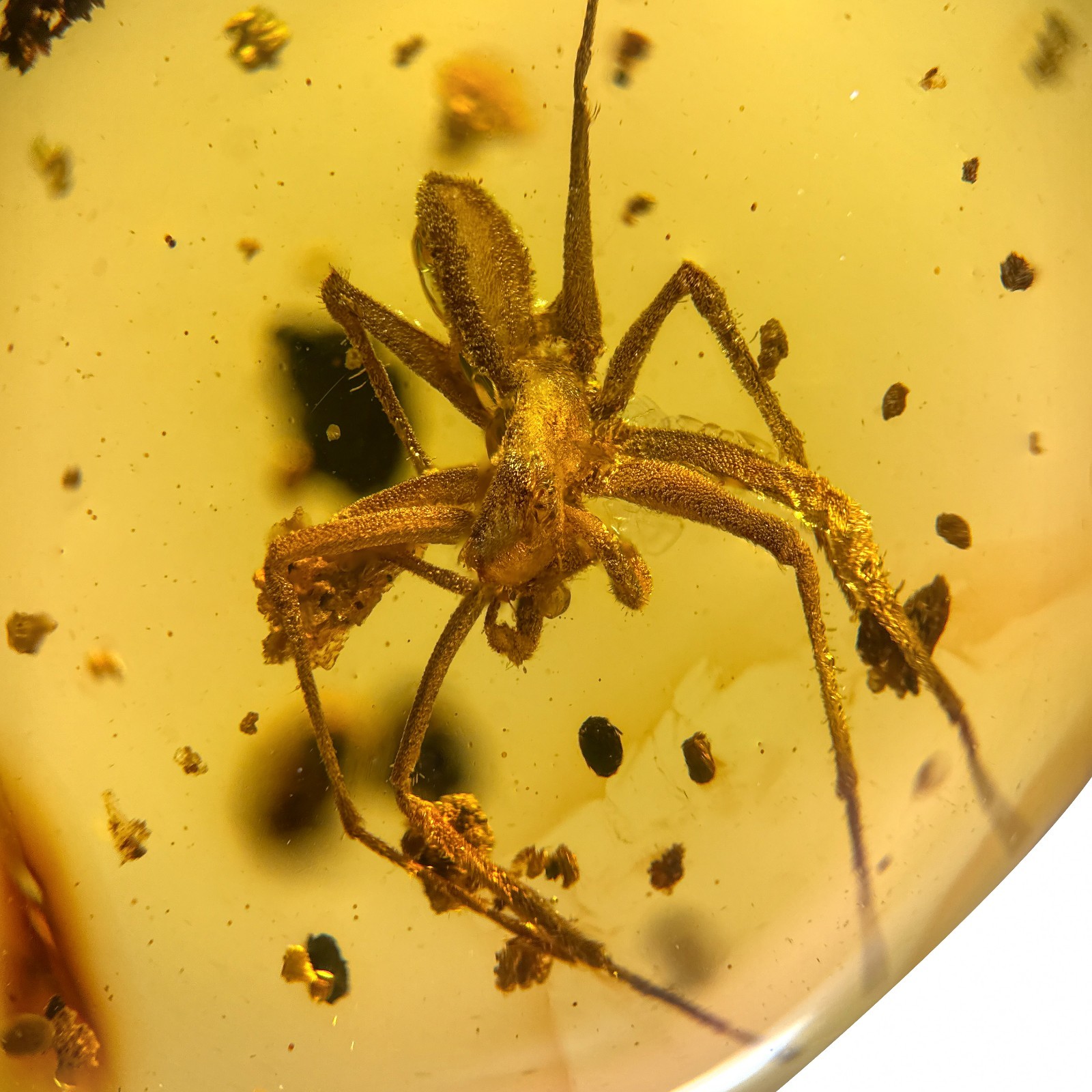 SPIDER in Burmese / Burmite amber fossil / 100% genuine 
