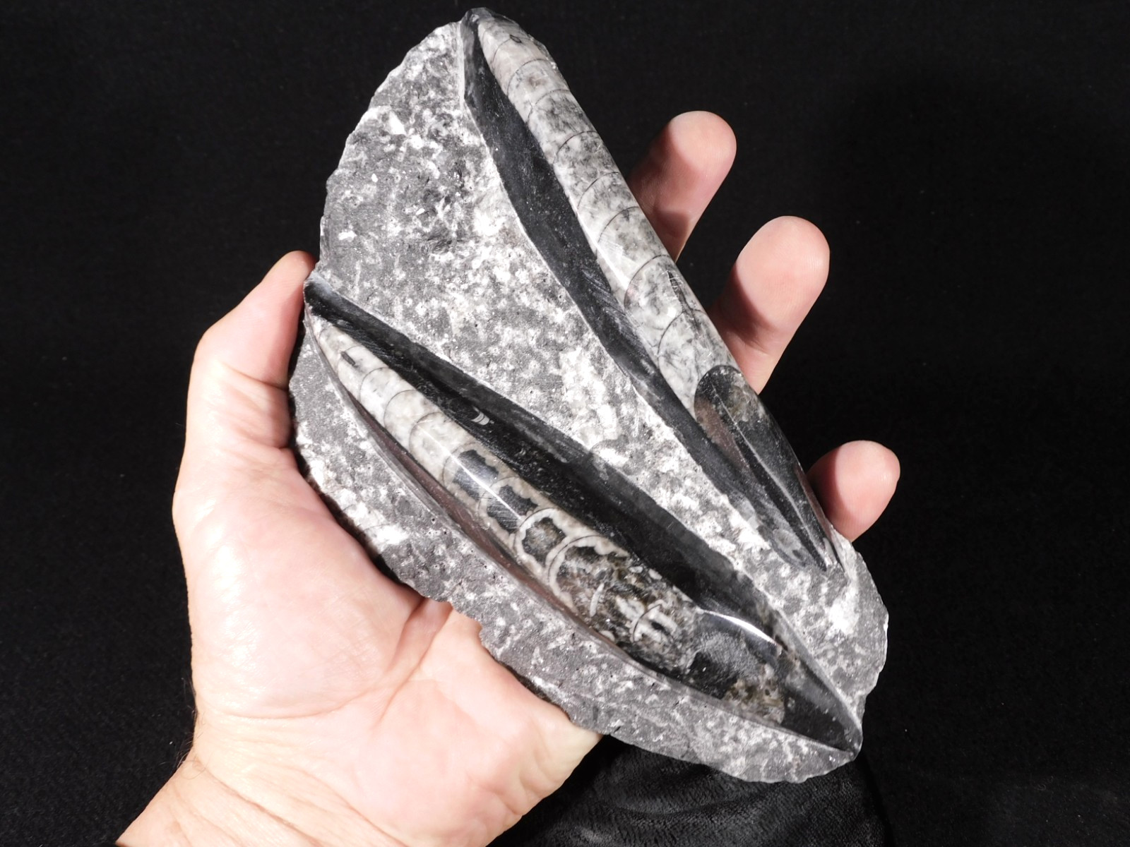 LARGER 400 Million Year Old Polished ORTHOCERAS Fossil Plate Morocco 748gr