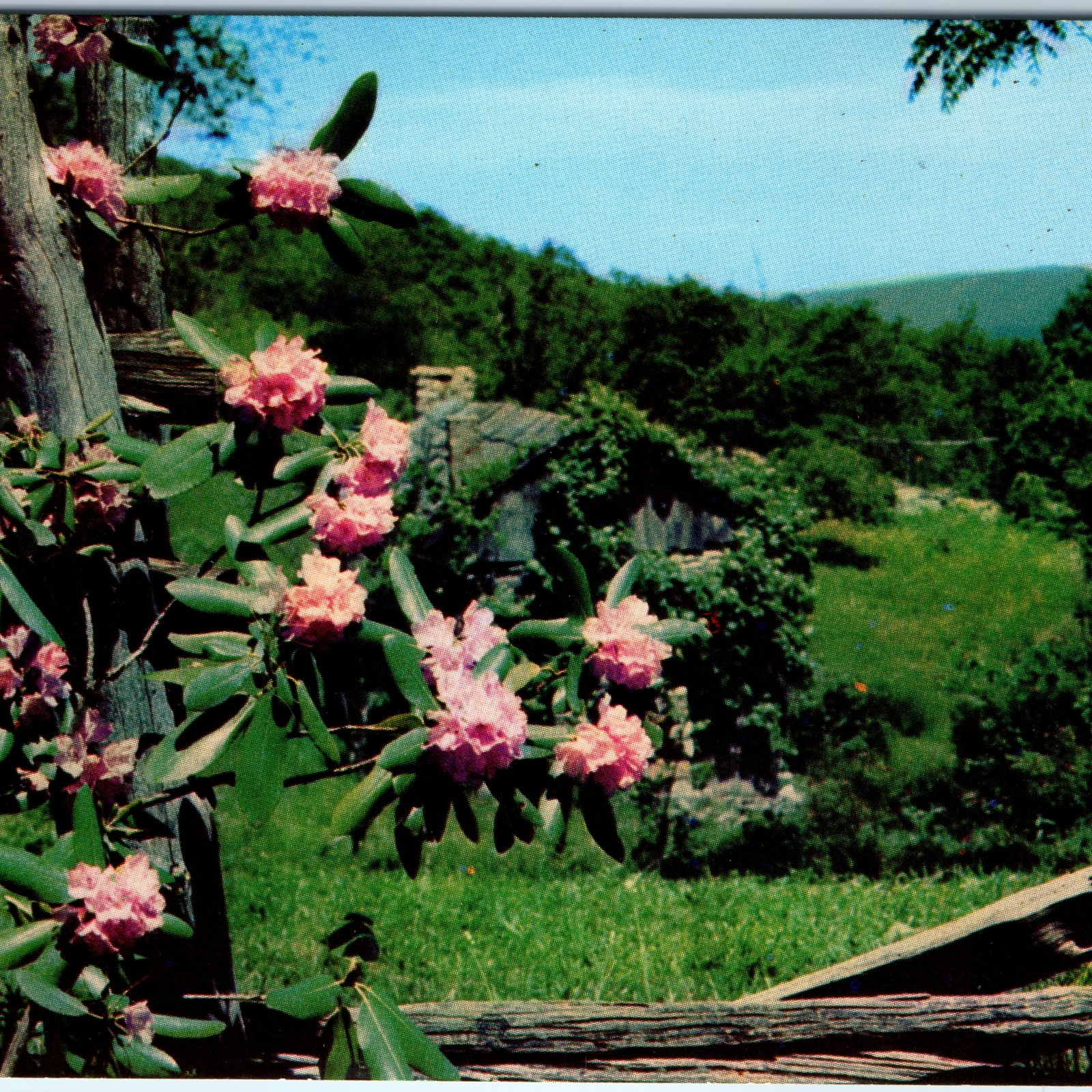c1950s Blue Ridge Mountains NC Postcard Catawba Rhododendron Cabin Earl Palmer