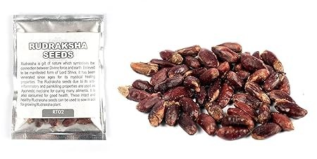 Rudraksha Seeds 50 Seeds Protection, Energy & Spiritual Growth Rudraksha Seeds 50 Seeds Protection, Energy & Spiritual Growth