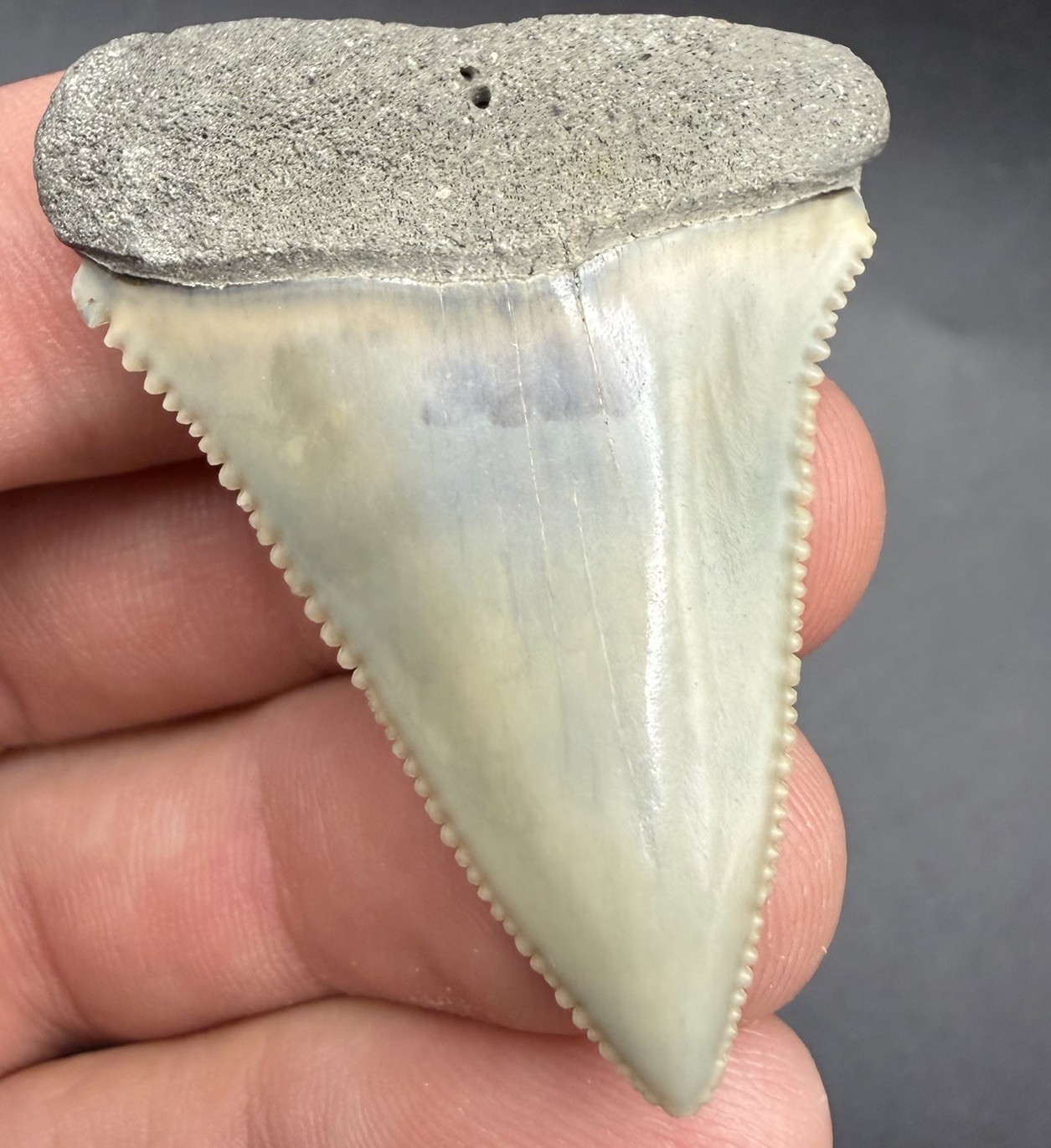 Great White Shark Tooth - RARE LOCATION - San Diego, CA - 1.84” All Natural Great White Shark Tooth - RARE LOCATION - San Diego, CA - 1.84” All Natural