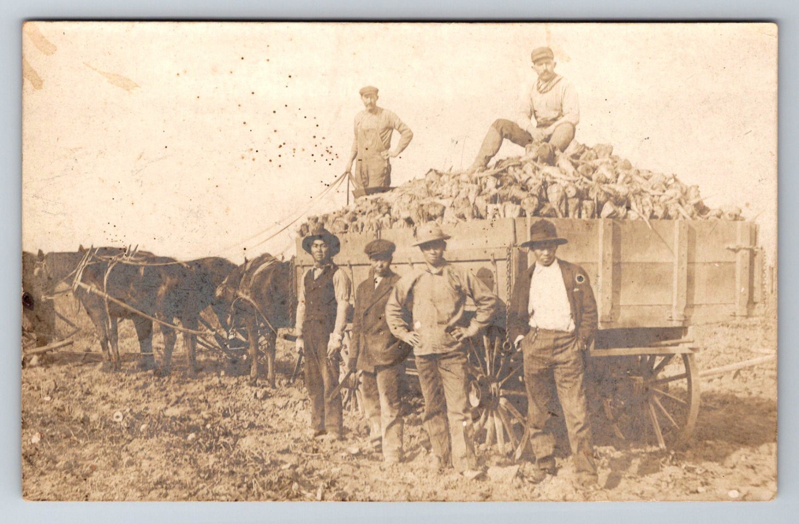 RPPC Postcard Sugar Beet Farming With Japanese Labor Workers c. 1910 Horse Wagon RPPC Postcard Sugar Beet Farming With Japanese Labor Workers c. 1910 Horse Wagon