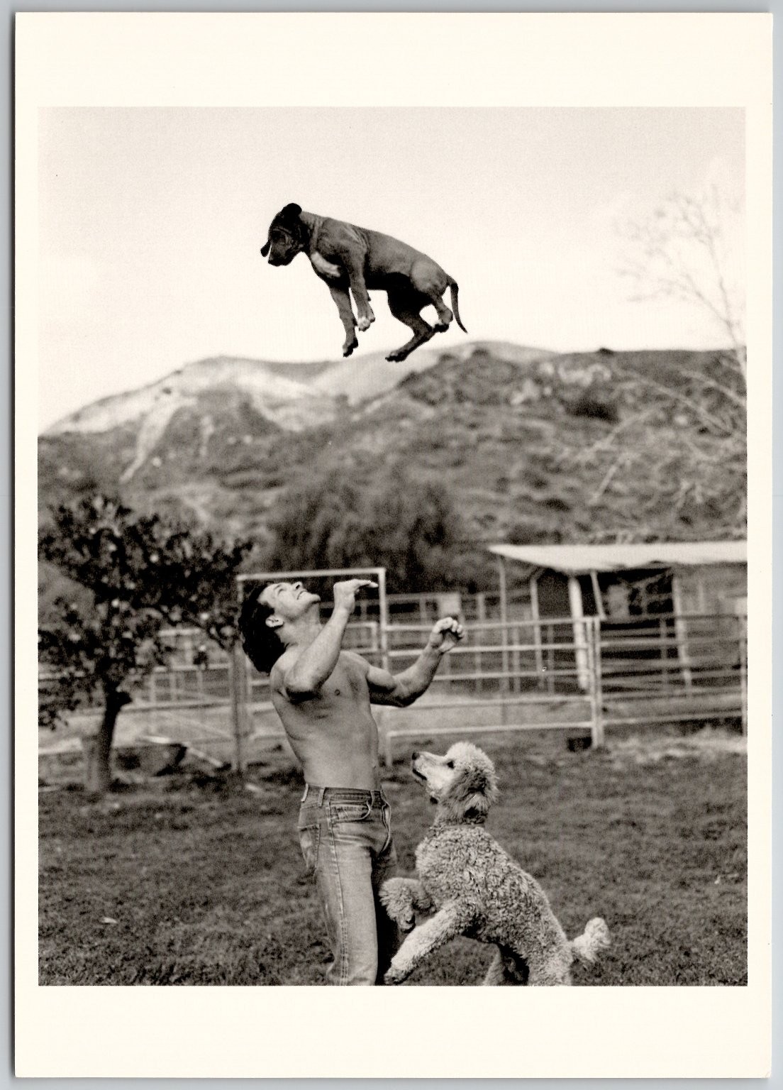 Patrick Swayze Bruce Weber Photo Postcard 1985 Hollywood Dogs Fotofolio Patrick Swayze Bruce Weber Photo Postcard 1985 Hollywood Dogs Fotofolio