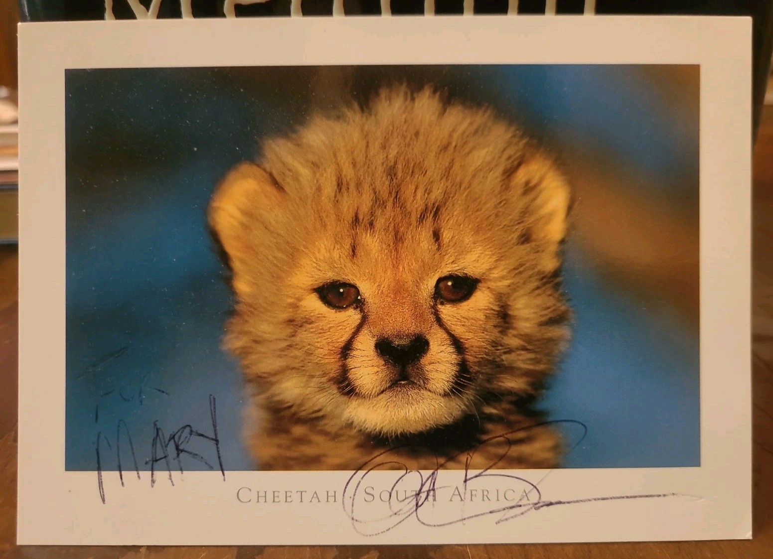 Autographed Anthony Bourdain Postcard Cheetah South Africa RARE Inscribed Mary Autographed Anthony Bourdain Postcard Cheetah South Africa RARE Inscribed Mary
