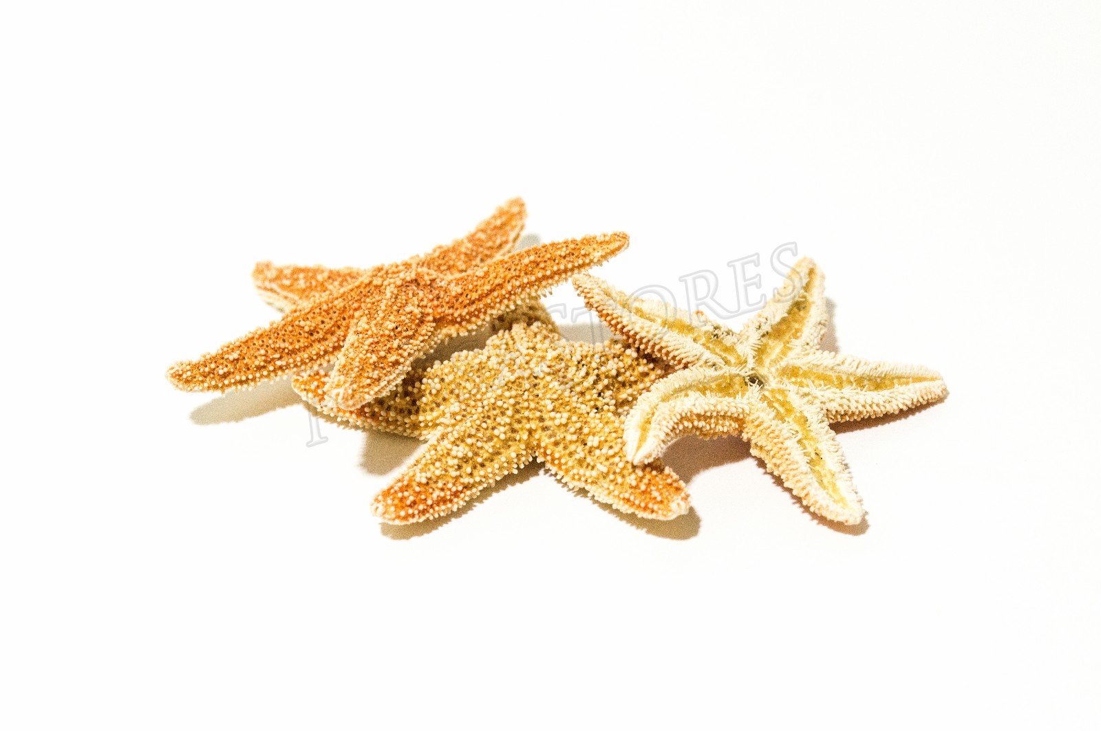 NessaStores- Sugar StarFish Sea Shell Wedding Real Craft 1 - 2 NessaStores- Sugar StarFish Sea Shell Wedding Real Craft 1 - 2