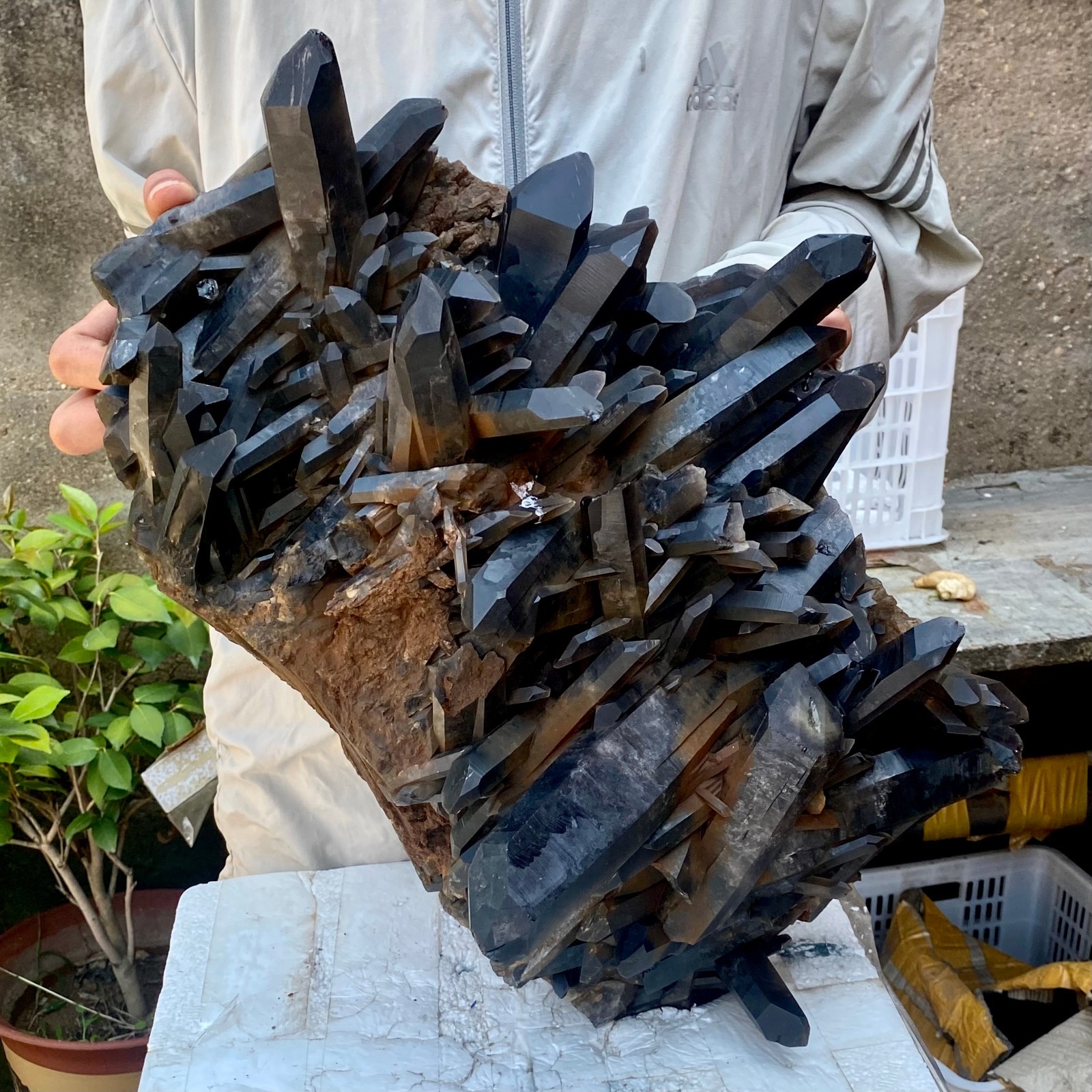 57LB   Tea black Crystal quartz Cluster Mineral Specimen Healing reiki