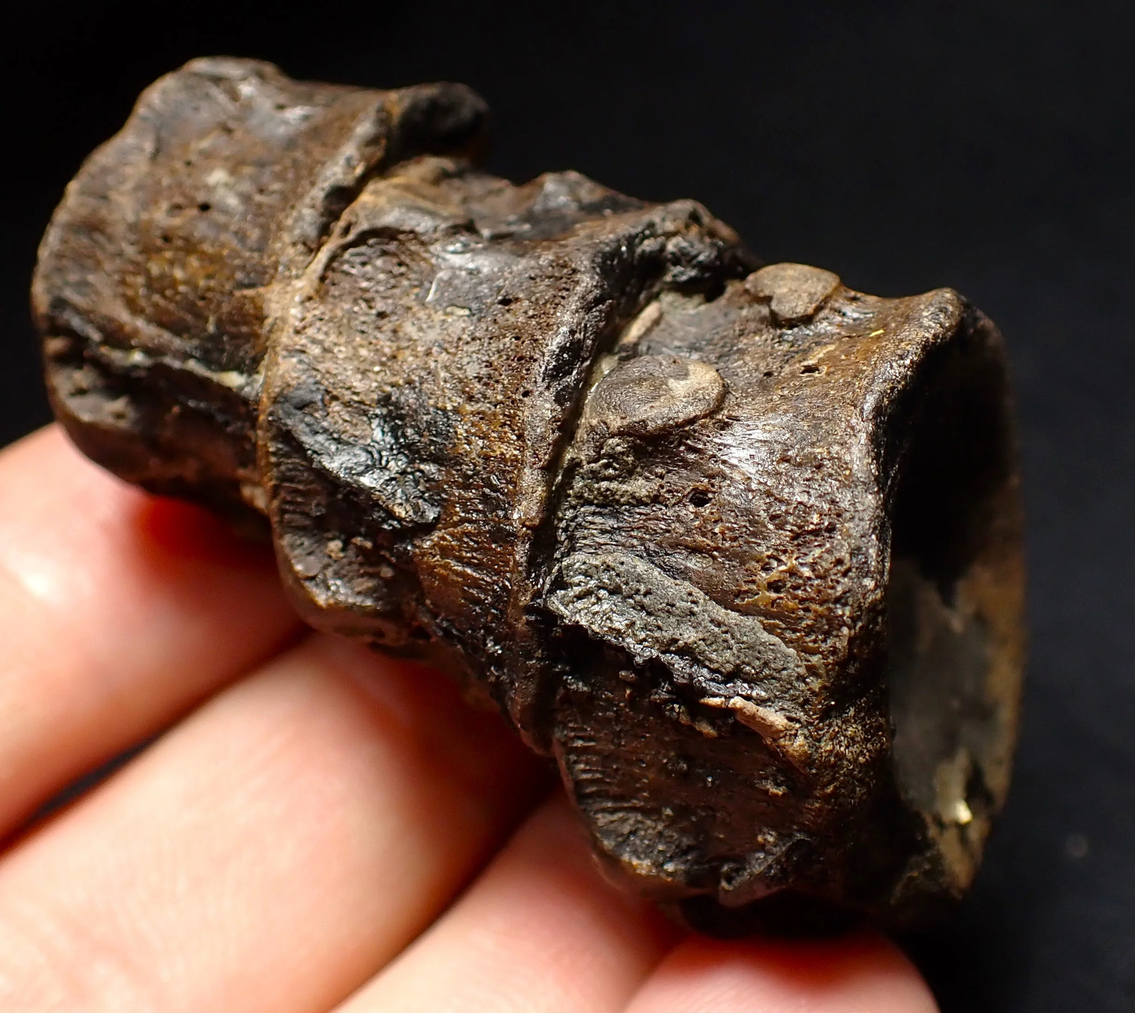 Jurassic triple ichthyosaur vertebrae from Lyme Regis (54mm) Jurassic bone vert