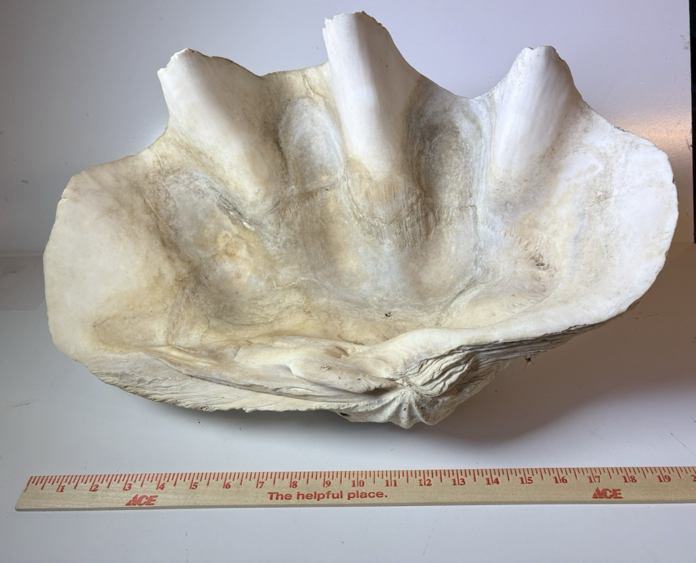 NATURAL GIANT CLAM SHELL TRIDACNA GIGAS 20x12x7 NATURAL GIANT CLAM SHELL TRIDACNA GIGAS 20x12x7