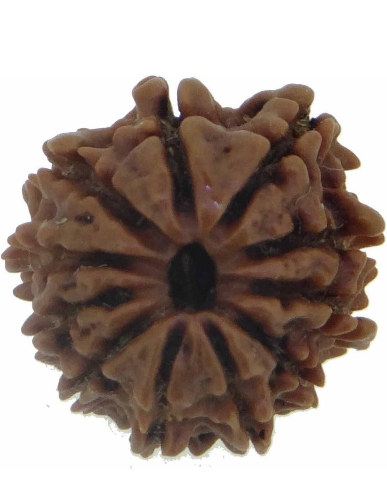 11 Mukhi/Faced Nepali Rudraksha | Natural & Certified- (Brown,20-24 mm) 11 Mukhi/Faced Nepali Rudraksha | Natural & Certified- (Brown,20-24 mm)