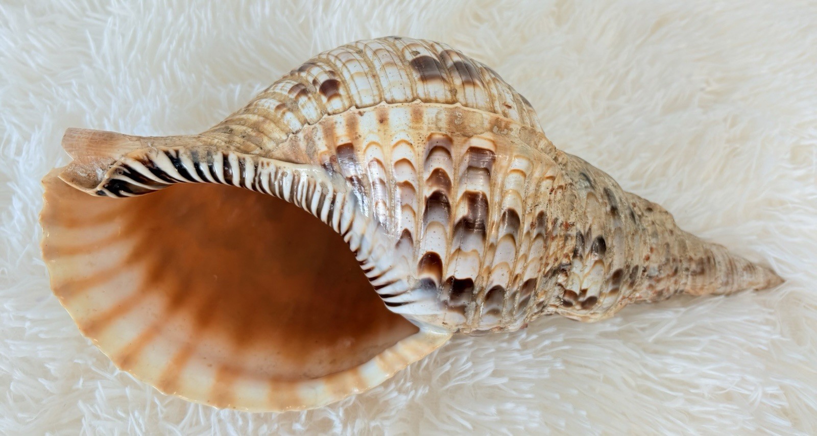 XL 13” Triton's Trumpet Charonia Seashell Natural Conch Shell Beach Decor XL 13” Triton's Trumpet Charonia Seashell Natural Conch Shell Beach Decor