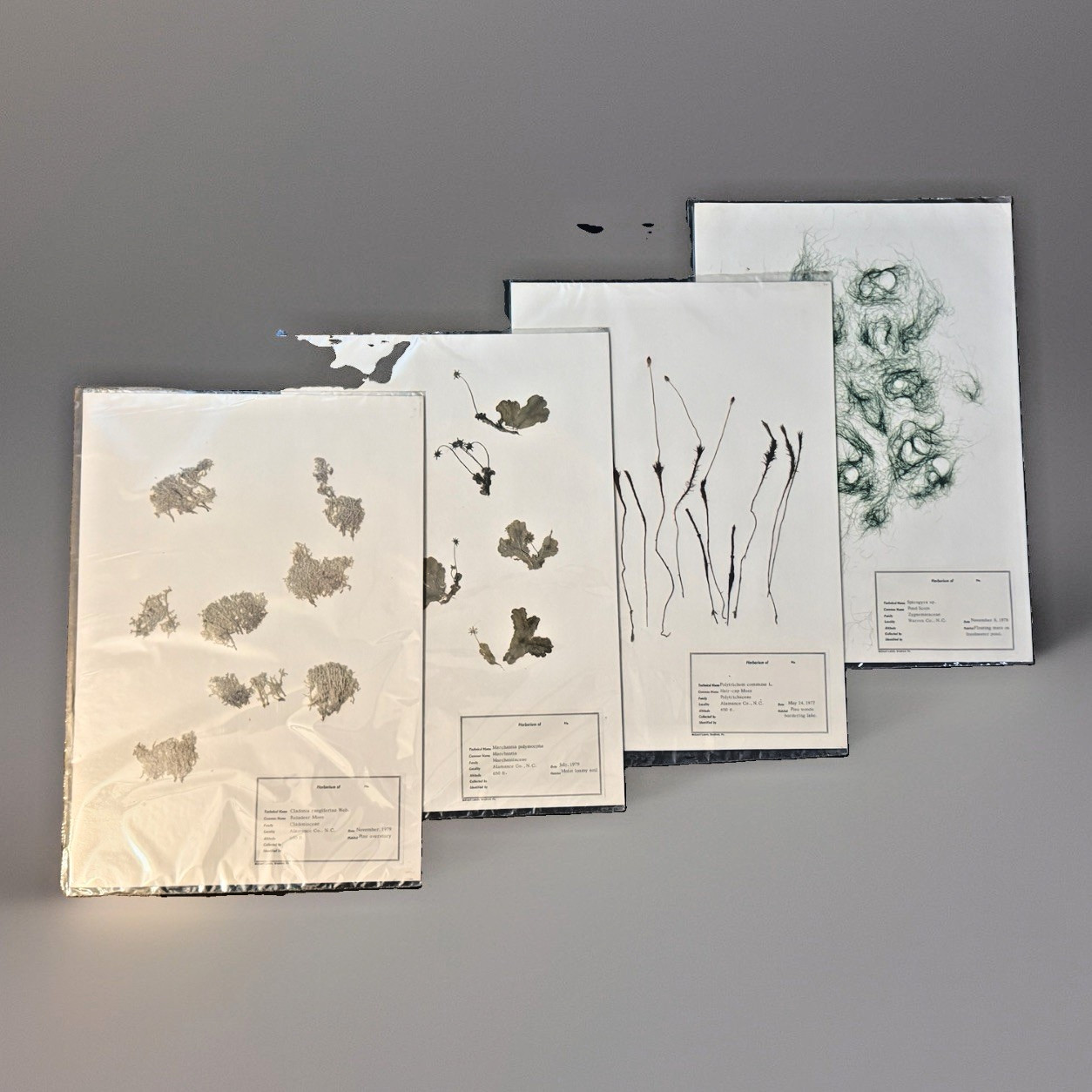 Vintage 1977-79 Herbarium 4 Specimens Moss Lichen Liverwort Pond Scum Botany