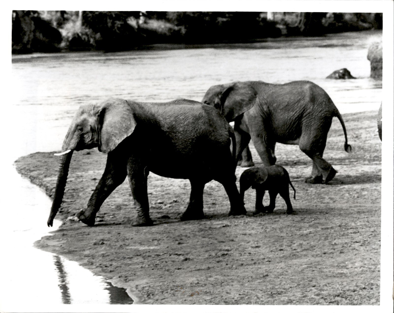 LG31 Orig Photo ELEPHANT FAMILY SAMBURU GAME RESERVE SERENGETI AFRICAN SAFARI LG31 Orig Photo ELEPHANT FAMILY SAMBURU GAME RESERVE SERENGETI AFRICAN SAFARI