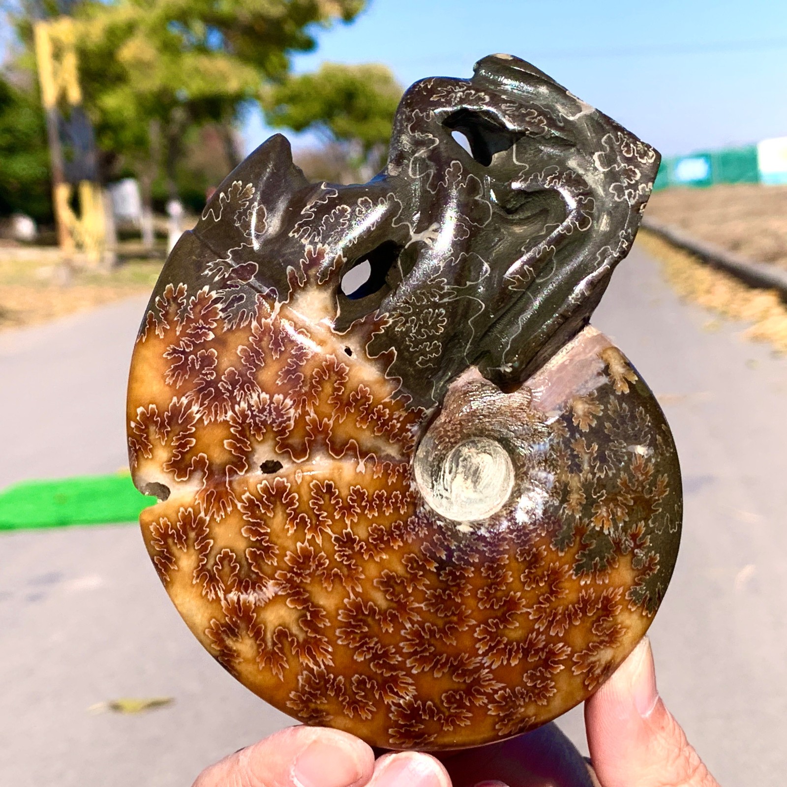 429G Rare Natural Tentacle Ammonite Specimen Healing Madagascar 429G Rare Natural Tentacle Ammonite Specimen Healing Madagascar