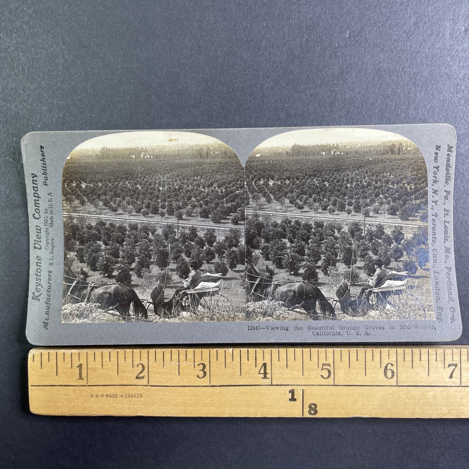 Orange Groves Stereoview Keystone View Co. 1903 California Agriculture Orange Groves Stereoview Keystone View Co. 1903 California Agriculture