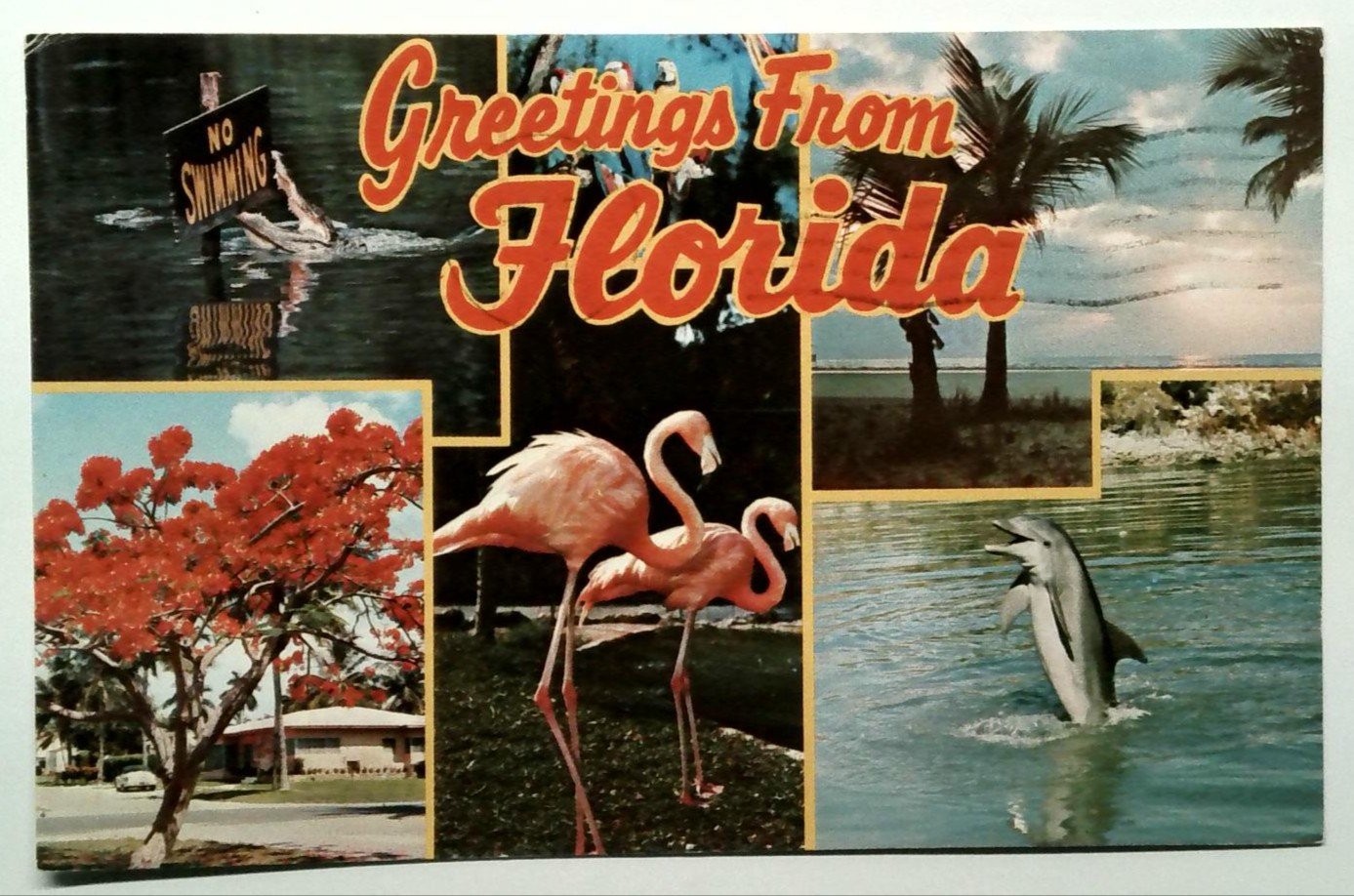 Vintage Greetings From Florida Photochrome Postcard with Flamingos & Dolphin Vintage Greetings From Florida Photochrome Postcard with Flamingos & Dolphin