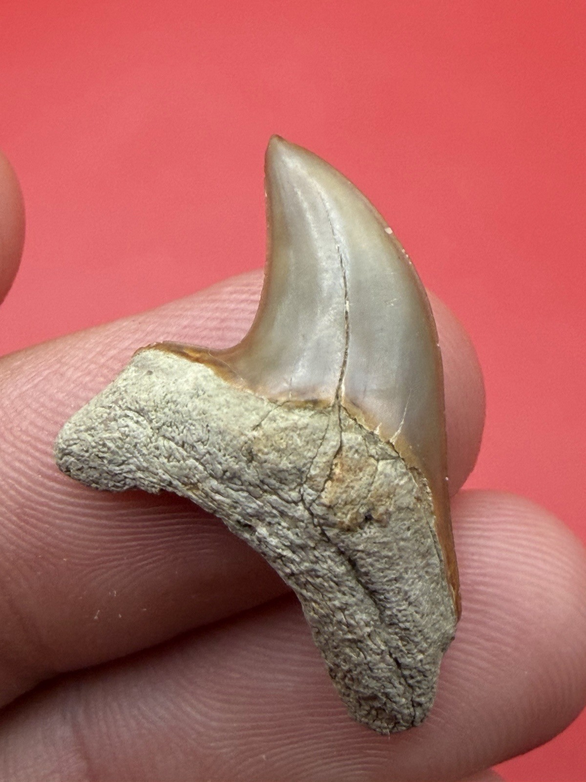 Giant Thresher Shark Tooth - Rare 1.25” Collector Grade Fossil Summerville SC Giant Thresher Shark Tooth - Rare 1.25” Collector Grade Fossil Summerville SC