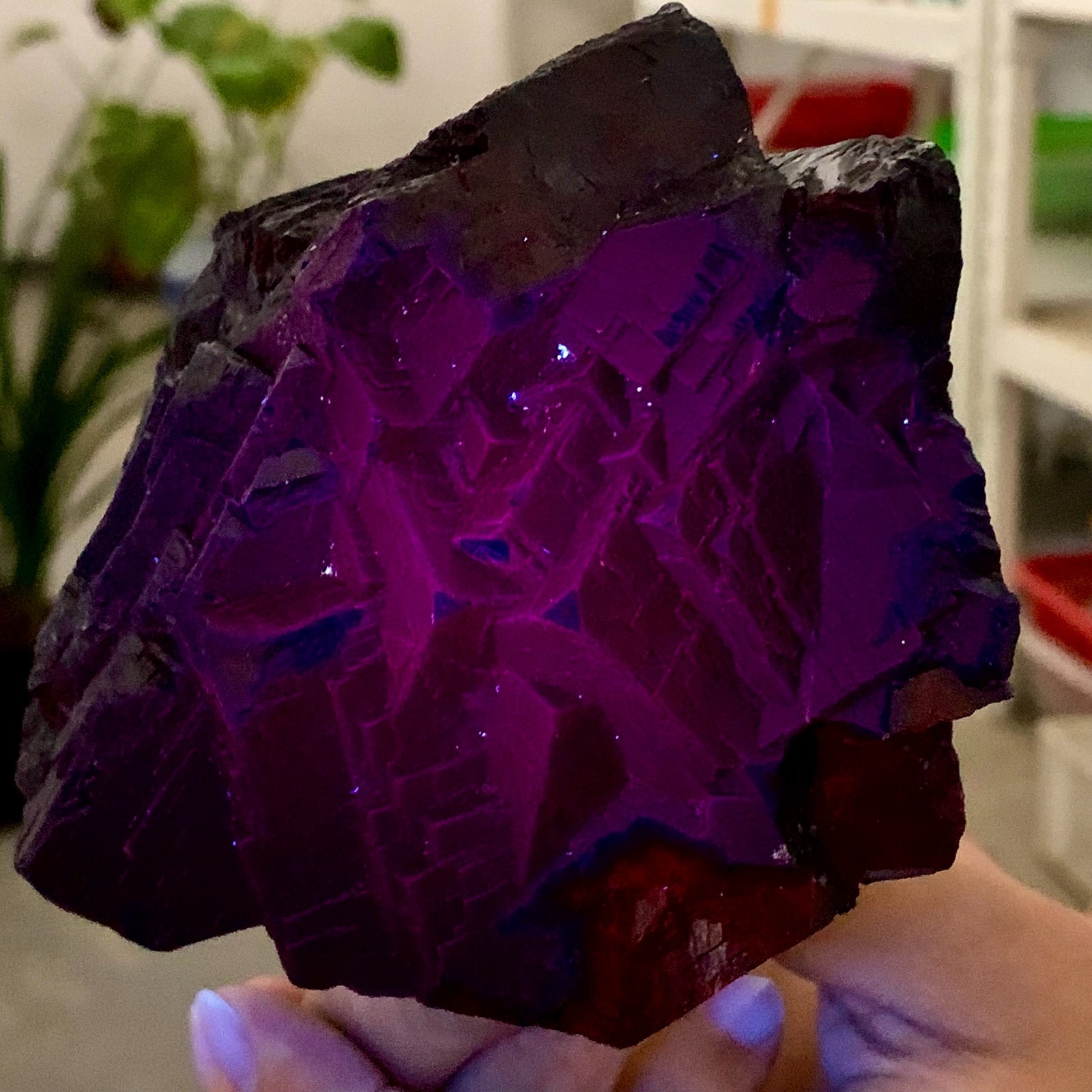 1.88LB Natural black rose fluorescent cube fluorite crystal glow under UV light 1.88LB Natural black rose fluorescent cube fluorite crystal glow under UV light