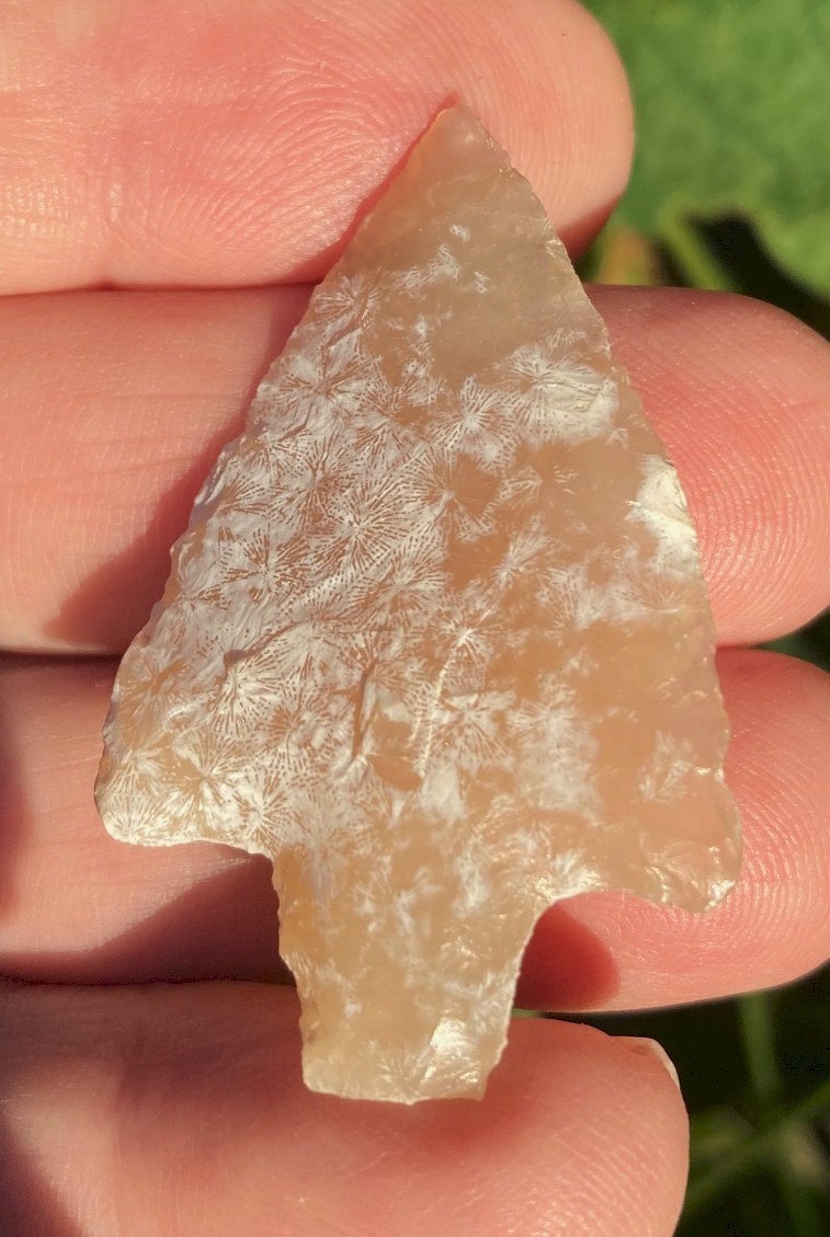 Extremely Beautiful, Almost Clear, Yellow Coral Newnan - 1 7/8 Extremely Beautiful, Almost Clear, Yellow Coral Newnan - 1 7/8