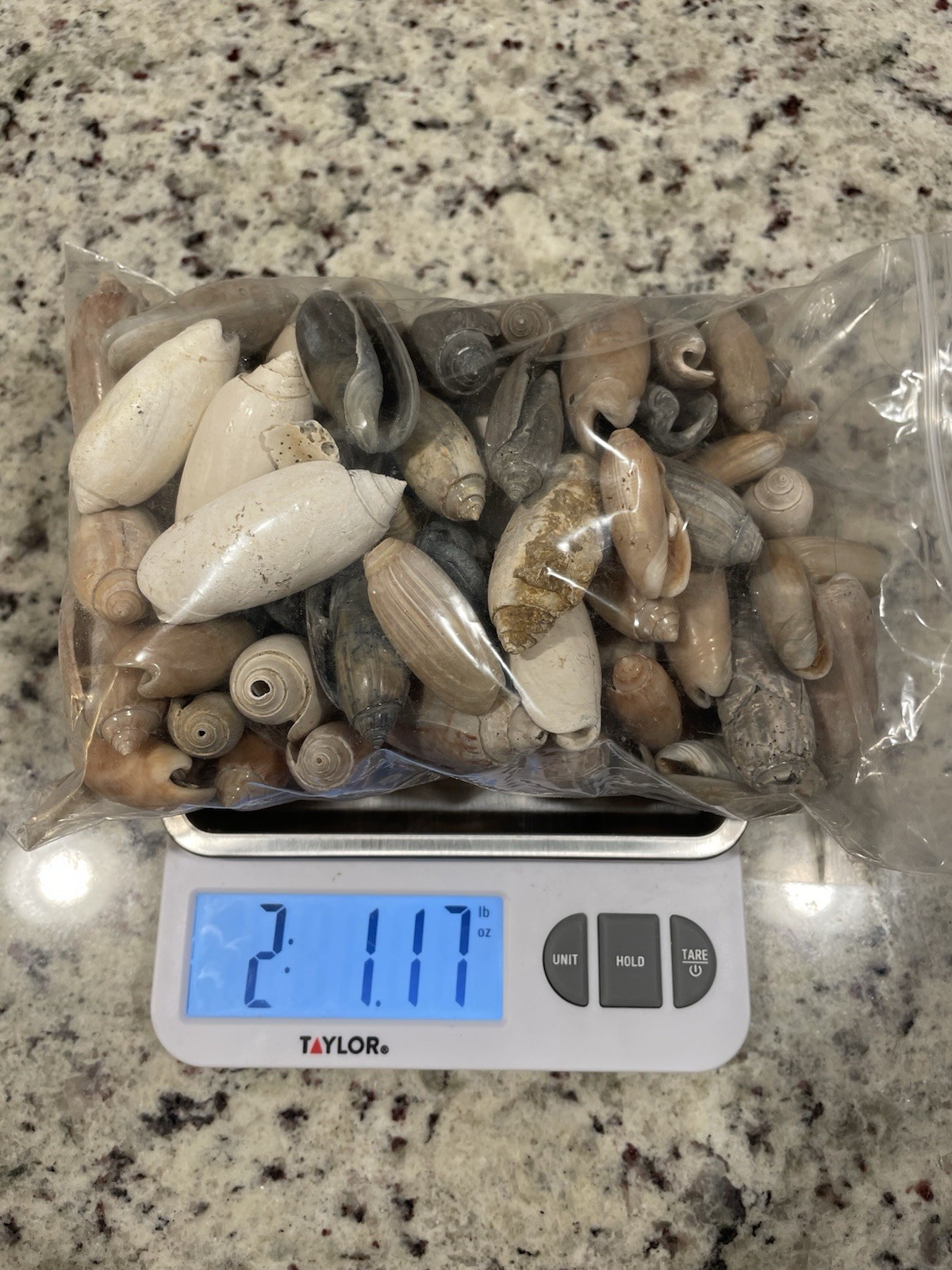 Olive Shell Wholesale Lot Edisto Beach / FL 2lbs Beach Gift Olive Shell Wholesale Lot Edisto Beach / FL 2lbs Beach Gift