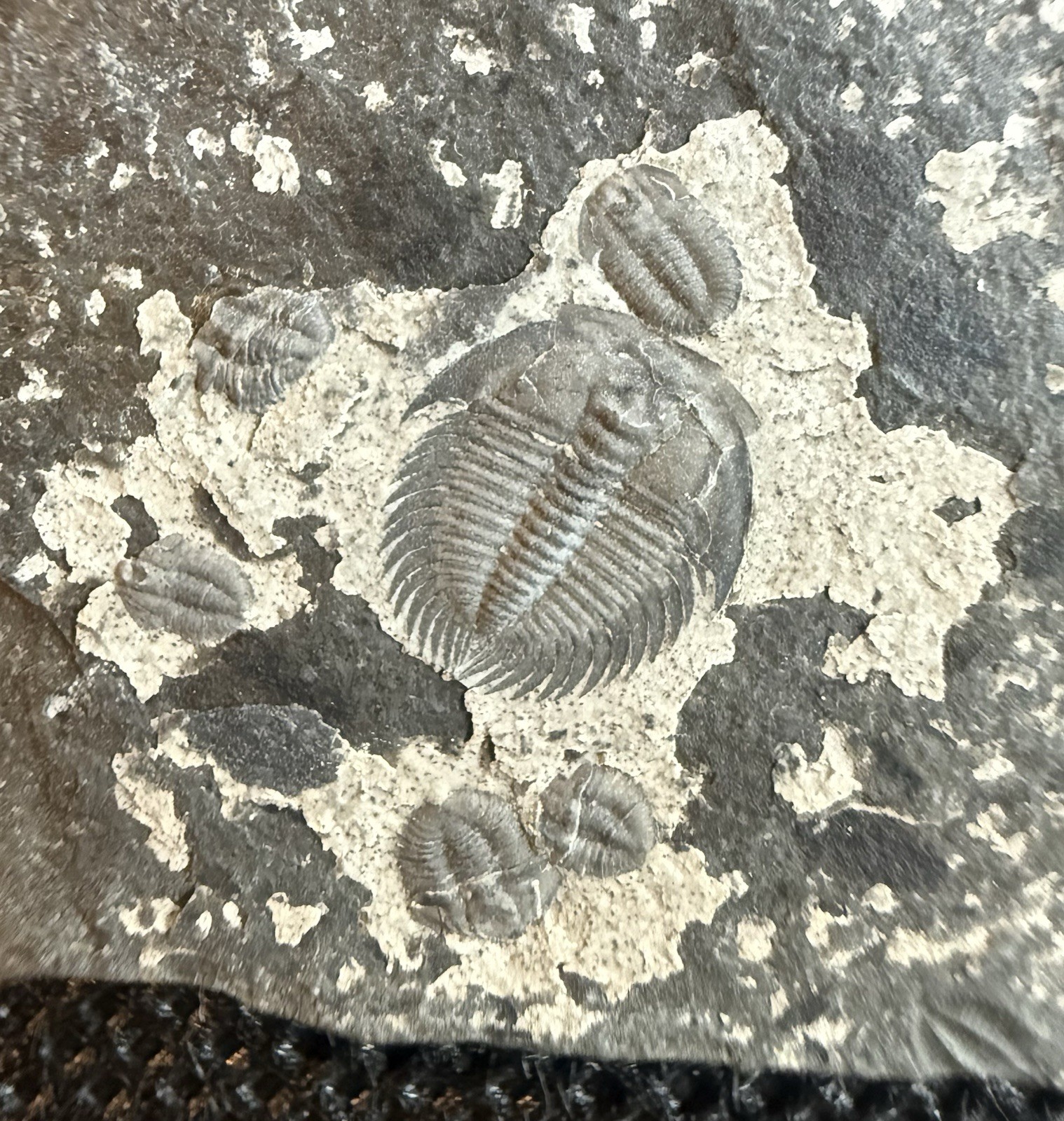 Museum Quality Cambrian Trilobite Fossils – Changaspis – Guizhou, China